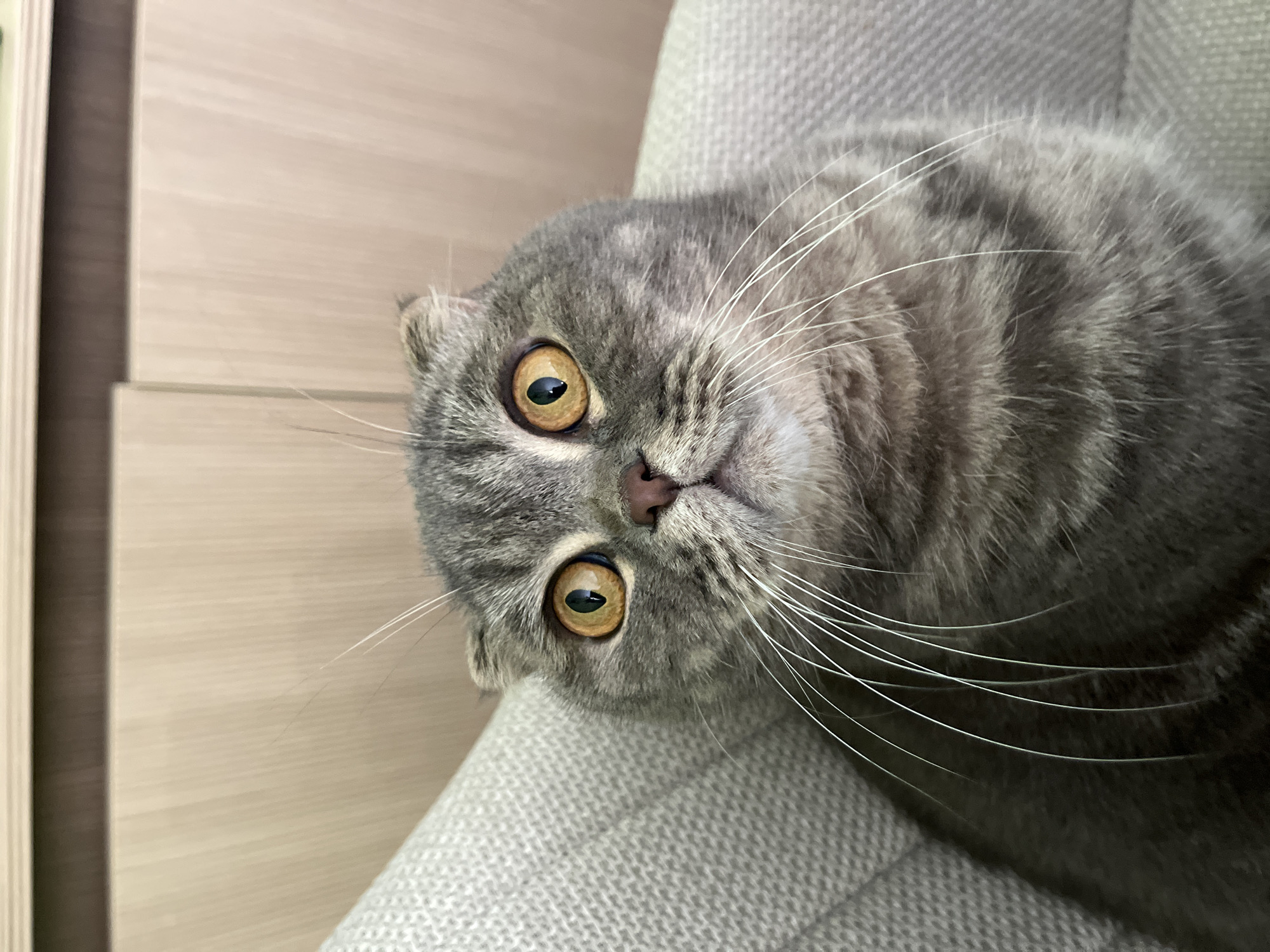 A gray, Scottish Fold cat is lying on a light gray, woven fabric surface, likely a chair or sofa. The cat's head is tilted, with its amber-colored eyes looking directly at the viewer. The cat has long, white whiskers. In the background to the left, a light wood-paneled wall or furniture is visible. The image's location in Plovdiv, Bulgaria is not discernible from the available visual information.