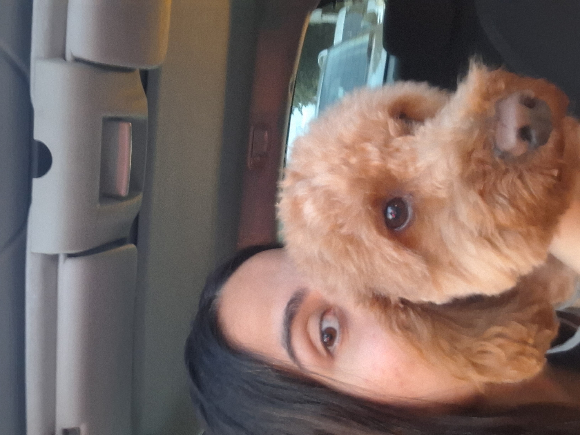 An eye-level, close-up shot captures a woman and a golden-colored poodle in the interior of a vehicle. The woman, on the left, has dark hair and her left eye is visible, brown in color, with dark eyebrows. The poodle, filling most of the frame, is positioned in front of the woman, its face also visible. The background of the image shows the interior of a car, including the car's ceiling with a sun visor and a part of the window through which other vehicles can be seen. The scene is likely taking place in the city of Pleven, Bulgaria.