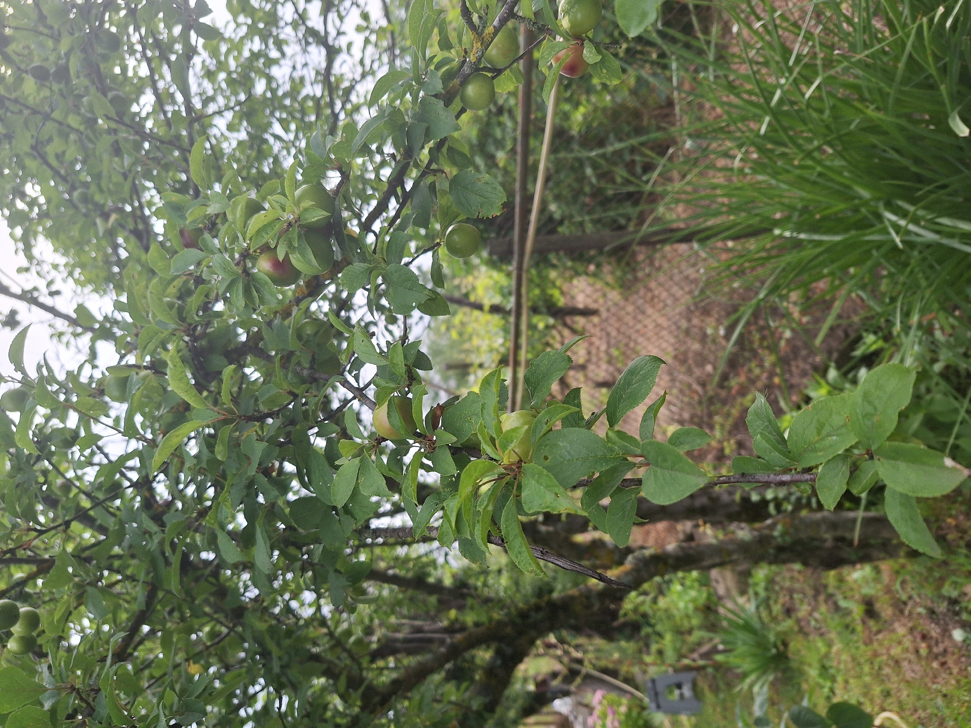 The image captures a close-up view of a plum tree branch laden with green, unripe plums. The branch is adorned with vibrant green leaves, some showing signs of slight wilting or damage. The background reveals a blurred outdoor environment, suggesting a garden or backyard setting. A rusty metal fence runs horizontally across the middle ground, partially obscuring a patch of dry earth. To the left, the trunk of a larger tree with mossy bark is visible, along with some green foliage and a hint of what might be a pink flower. To the right, a dense clump of long, green grass is prominently featured. The overall lighting is subdued, indicative of an overcast day. The scene is located in Zeda Sazano, Georgia.