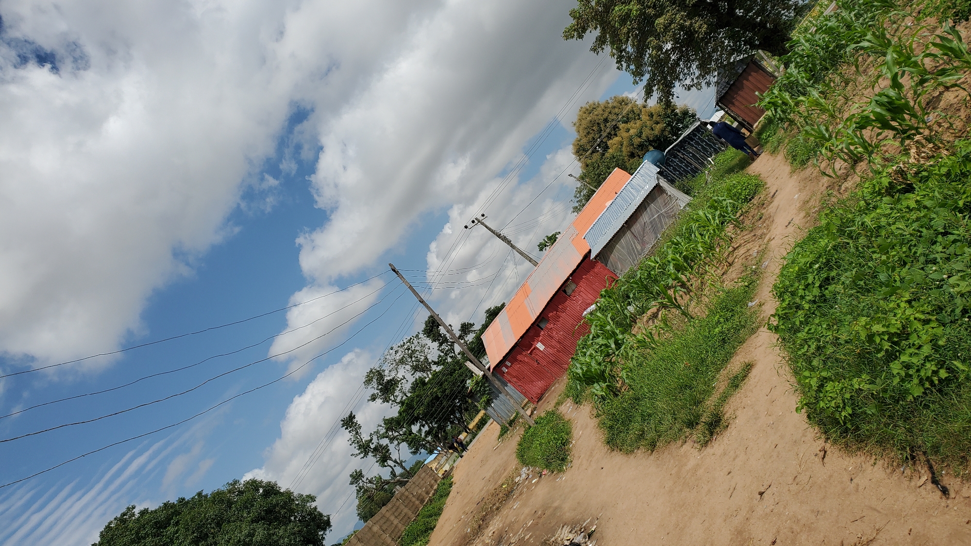 The image depicts a somewhat tilted view of a rural or semi-urban area, likely in Jalingo, Nigeria. The foreground is dominated by a dirt path winding through patches of lush green vegetation, including what appears to be young corn stalks. To the right, a small, red corrugated metal building with an orange roof is visible, adjacent to a smaller structure with a silver corrugated roof. In the background, several utility poles with overhead wires traverse the sky, which is a bright blue dotted with fluffy white clouds, some of which are streaked and wispy. Tall trees with green foliage frame the scene, and a stone or concrete wall is visible in the far left background. A person in a dark blue garment is seen standing near a small brown shed further down the path. The overall impression is of a sunny day in a developing area with a mix of natural growth and rudimentary structures.