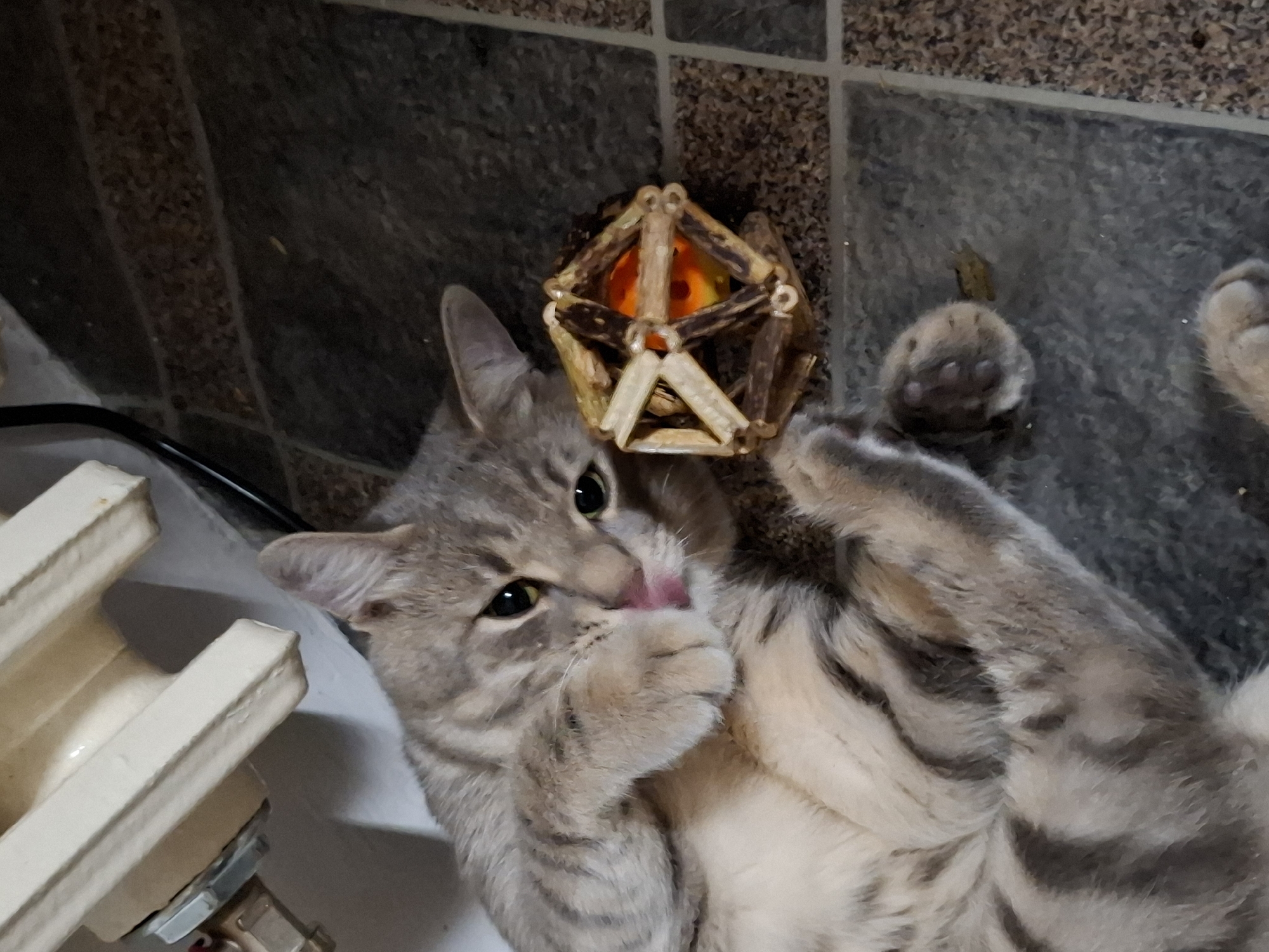 A gray tabby cat lies on its back on a tiled floor, with a wooden toy on its head. The cat is licking its paw and has its eyes open. A white object is visible in the lower left corner of the image. The floor is tiled with gray tiles. The location is unknown.