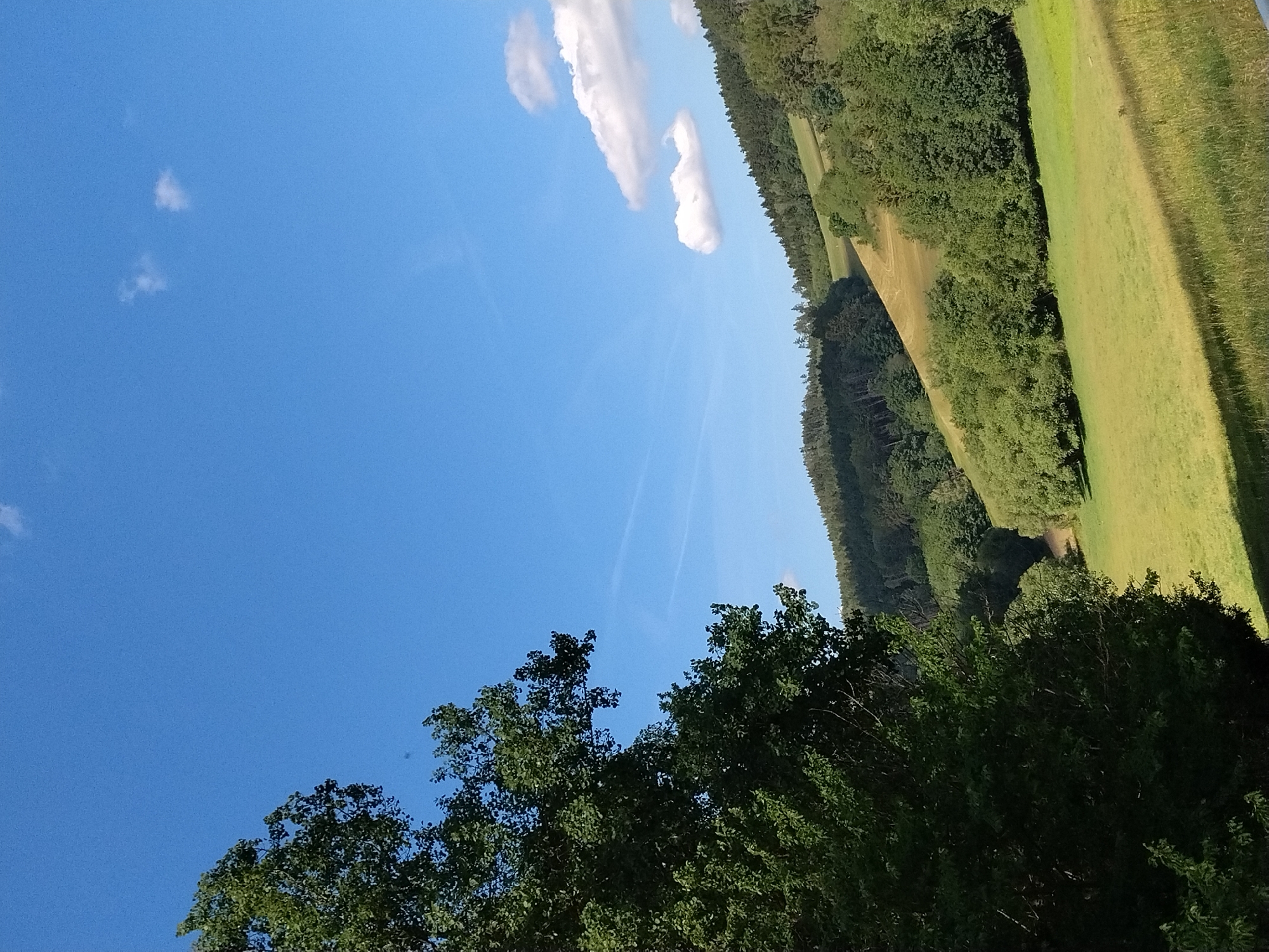 In Malenice, Czechia, a verdant hilly landscape unfolds under a clear blue sky dotted with a few wispy white clouds. A large, dark green deciduous tree dominates the left foreground, its dense foliage partially obscuring the view of the rolling hills behind. The hills are covered in a tapestry of lush green forests and lighter green grassy meadows, with a distinct path or clearing visible on one of the slopes. The scene is bathed in bright sunlight, casting shadows and highlighting the textures of the trees and grass.