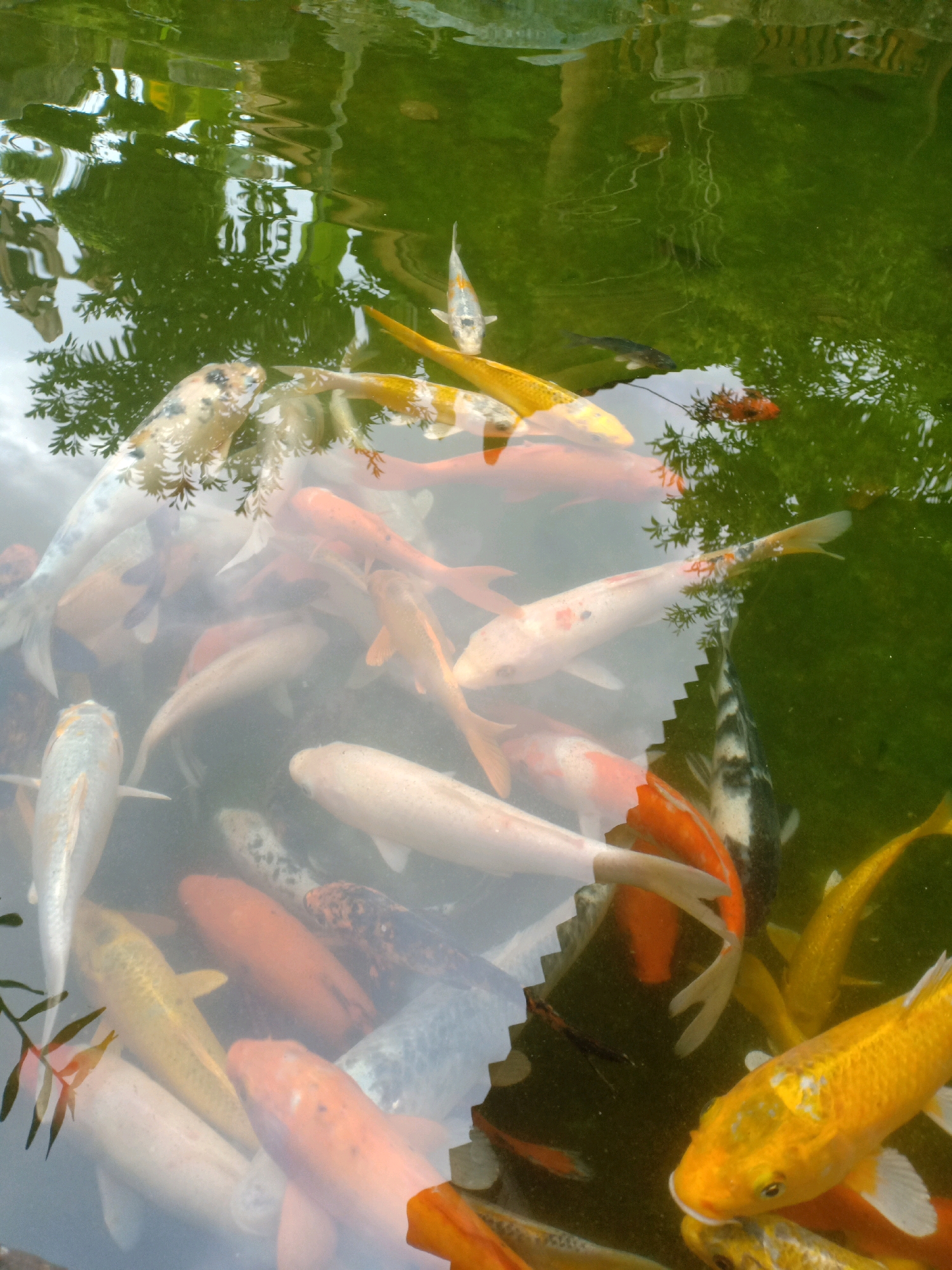 The image depicts a group of koi fish swimming in a pond, likely in Langkap, Indonesia, given the context. The water is murky green, with reflections of trees and sky on its surface. Several koi are visible, exhibiting a variety of colors including white, orange, yellow, and black. Some fish are close to the surface, while others are deeper in the water. The lighting suggests it is daytime. There are no people or other animals visible in the frame. The pond appears to be an outdoor feature, possibly in a garden or park.