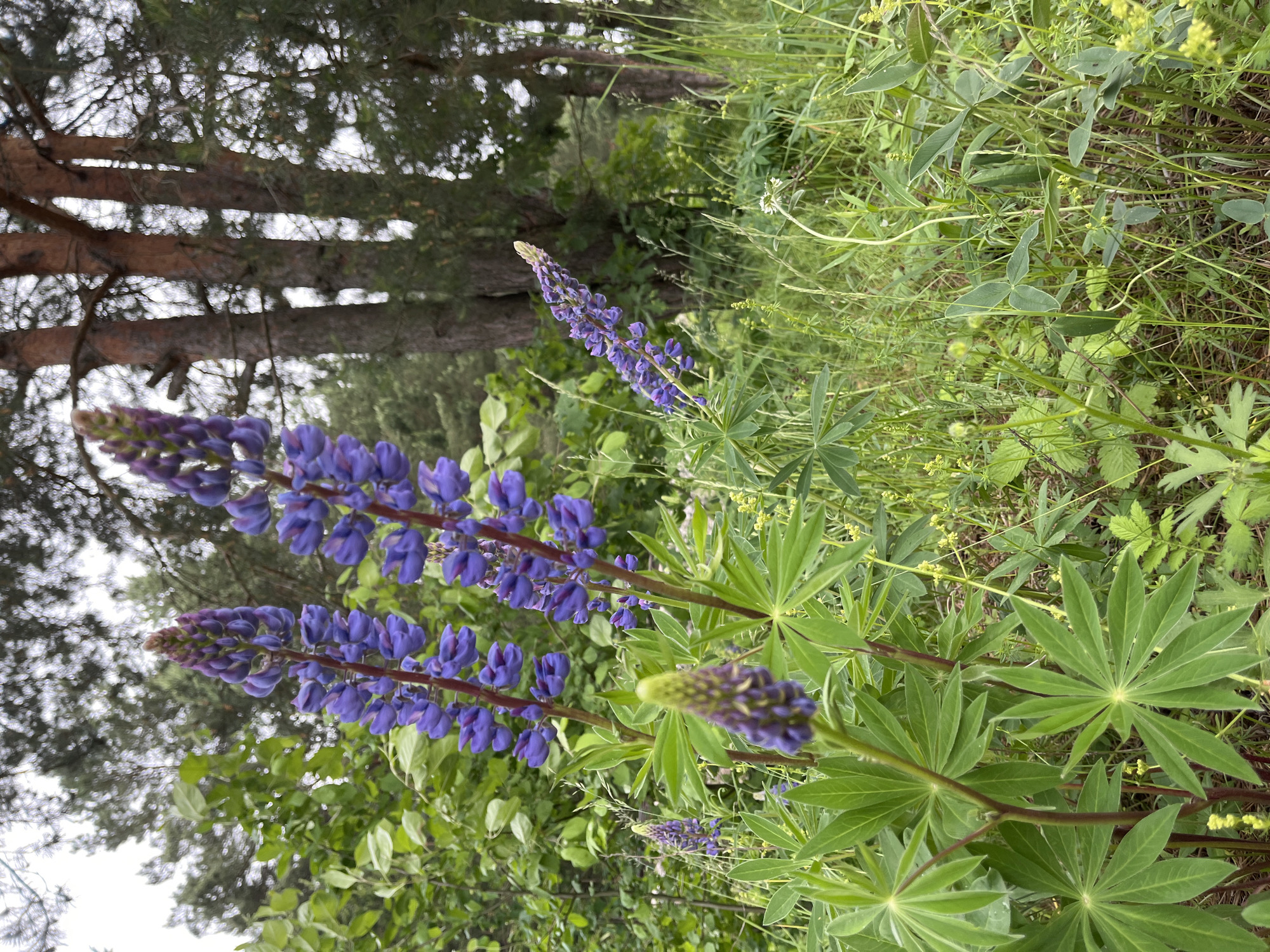 The image captures a detailed view of a natural landscape in Chaikovsky, Russia, characterized by lush vegetation under an overcast sky. In the immediate foreground and midground, several prominent stalks of purple lupines are in sharp focus. These plants display their characteristic palmate green leaves, with multiple leaflets radiating from a central point, and dense, elongated spikes of violet-to-blue florets. Some flower heads are fully bloomed, while others appear as tight, developing buds. The lupines emerge from a dense ground cover composed of various green grasses, smaller broad-leafed plants, and some with delicate yellow blossoms, indicating an untamed environment.
In the background, a stand of tall pine trees is visible, distinguished by their reddish-brown trunks and dark green needles. The trees are partially silhouetted against a soft, light gray sky, suggesting an overcast day. The overall scene depicts a verdant forest edge or clearing, with no human figures or animals present. The lighting is diffused, resulting in soft shadows and a muted color palette dominated by greens and purples.