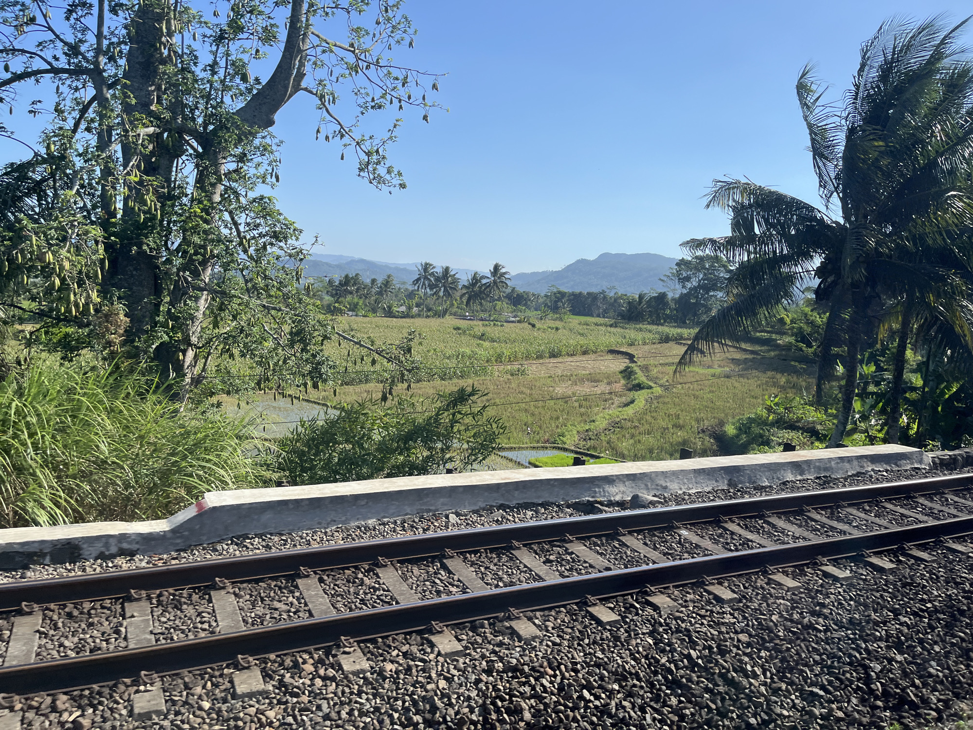 The image depicts a railway track in the foreground, with lush green vegetation and agricultural fields stretching into the background. Several palm trees are visible, and in the distance, rolling hills and mountains are silhouetted against a clear blue sky. The scene appears to be set in a rural area. The crops show the characteristic patterns of rice paddies and other cultivated plants. The railway track is well-maintained, with ballast and sleepers clearly visible. A concrete barrier separates the track from the vegetation. The overall impression is one of a tranquil, natural landscape within a developed agricultural region.
