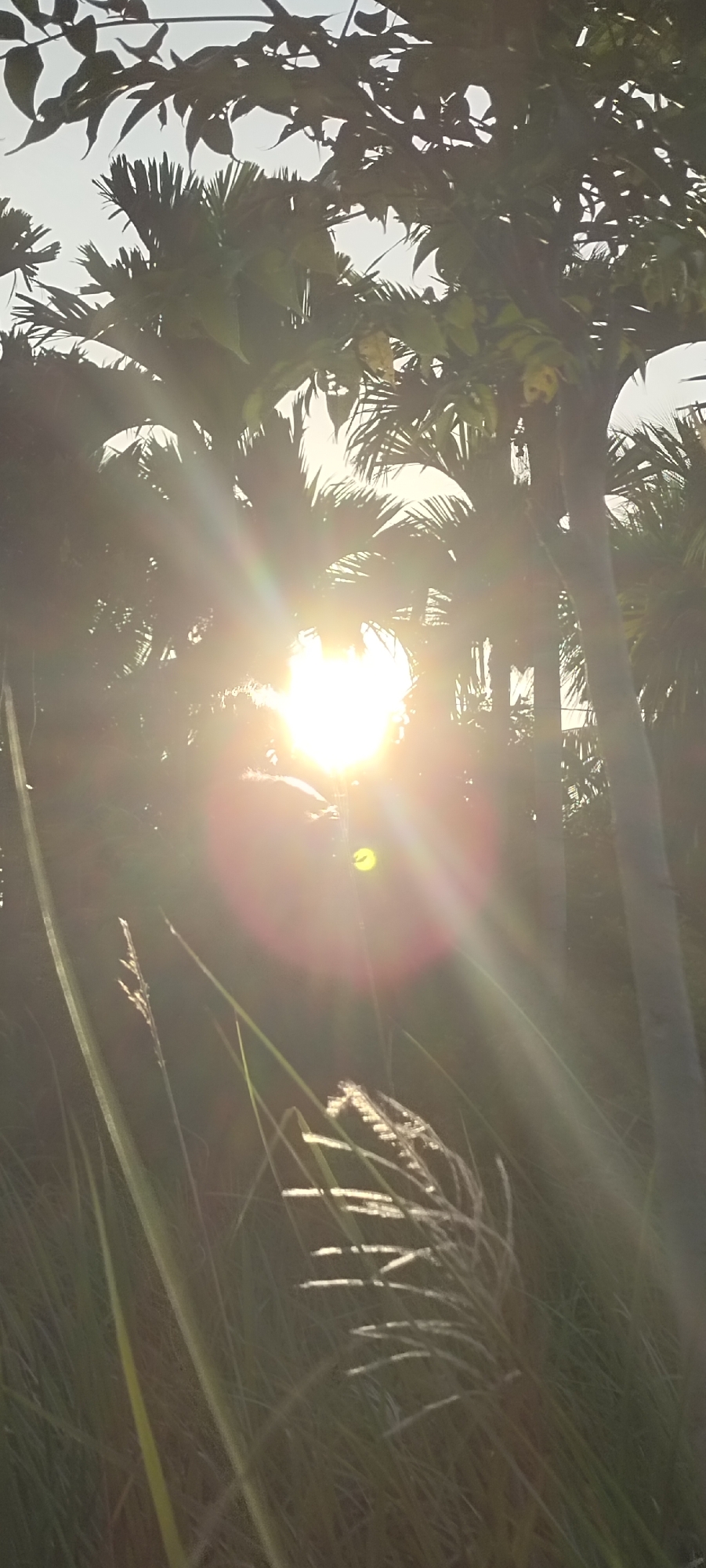 The image depicts a sun-drenched scene in Lhokseumawe, Indonesia. The bright sun shines through palm trees, creating lens flare and obscuring details. Tall grass is visible in the foreground.