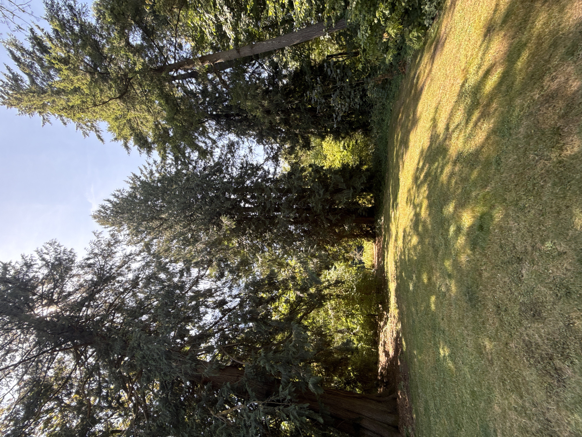 The image depicts a sun-dappled grassy area in front of a dense line of tall evergreen trees. The sun is shining brightly, casting long shadows across the lawn, and the sky is a clear, light blue. The trees are lush and green, with some of their branches extending over the lawn. The scene appears to be a park or a wooded area, possibly in Tigard, United States of America. No people or animals are visible in the image.