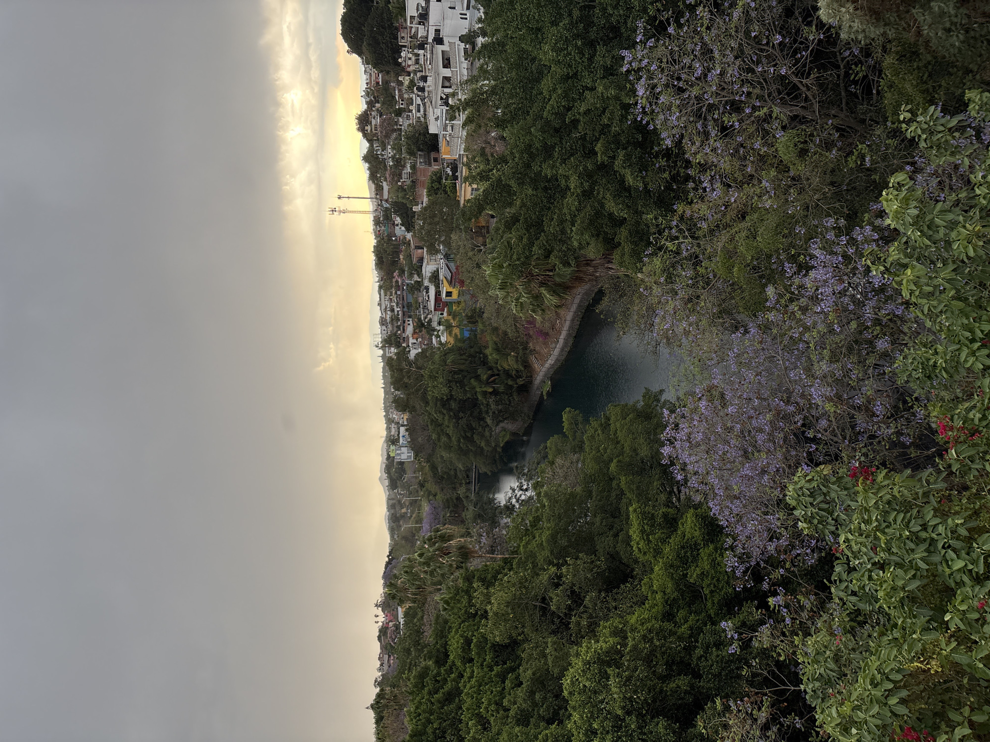 The image captures a view of a small urban lake surrounded by dense vegetation, likely within the city of Cuernavaca, Mexico. The cityscape is visible on the opposite bank, with buildings clustered along the hillside. The sky is overcast with a muted golden hue near the horizon, suggesting either sunrise or sunset. The predominant vegetation includes trees with purple blossoms, possibly jacarandas, and a variety of other trees and shrubs, creating a lush, green environment around the lake. No people are immediately visible in the scene. Two cellular towers are visible on the horizon behind the cityscape.