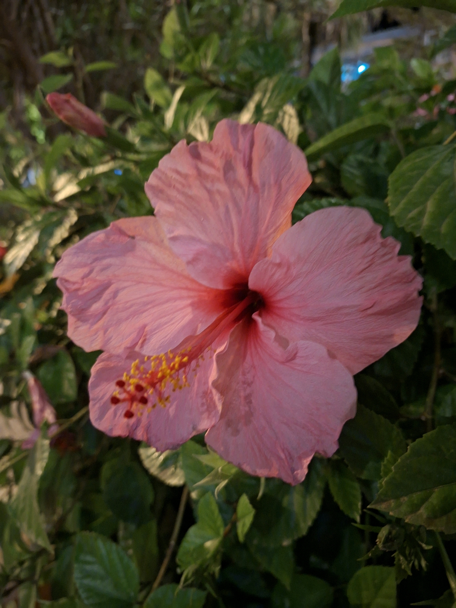 This is a close-up, eye-level, vertical shot of a single, light pink hibiscus flower in full bloom, set against a backdrop of dark green foliage. The flower is the primary subject, with its delicate, crinkled petals forming a soft, layered shape. The center of the flower reveals a prominent stamen with bright yellow pollen dusting the tips of its red-tipped filaments. A small, unopened pink hibiscus bud is visible in the upper left corner of the frame, and a hint of another partially opened pink flower can be seen in the lower left. The background is filled with the lush, out-of-focus leaves of the hibiscus plant, creating a soft, verdant contrast to the sharp detail of the flower. The lighting suggests it is either early morning or late evening, with a warm glow illuminating the petals. There are no people or animals visible in the image, and the setting appears to be a garden or a natural outdoor environment within Torrevieja, Spain, likely a residential garden or a public green space. The overall impression is one of natural beauty and tranquility.