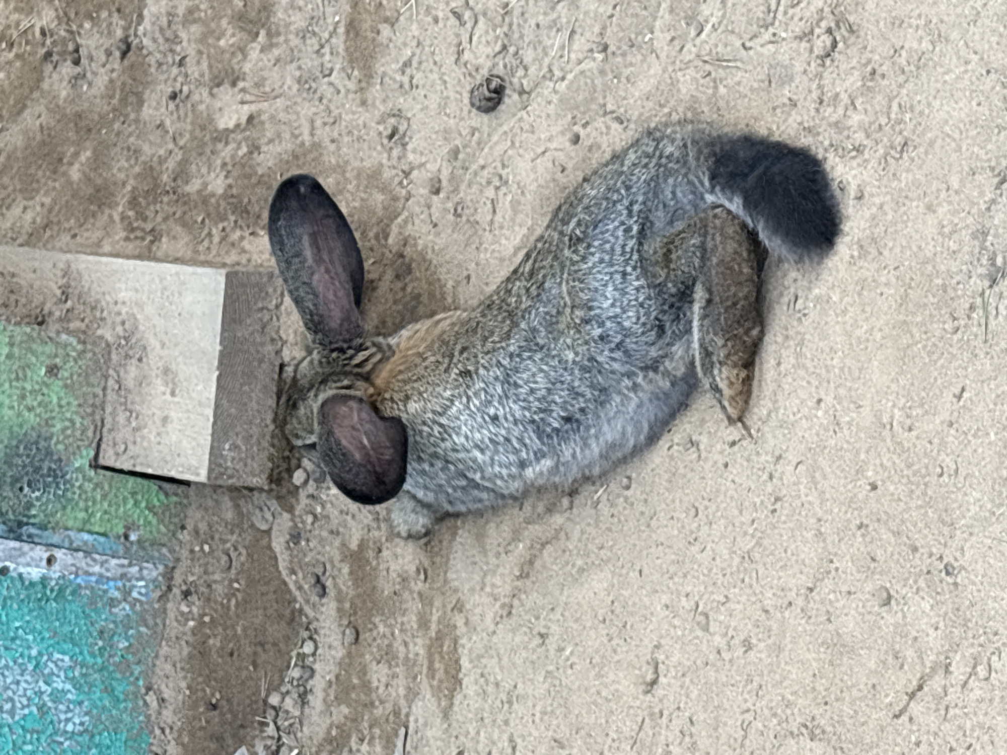 A rabbit is lying on its side in the sand, with its head tucked into a small wooden structure. The rabbit is gray and has large, dark ears. The background is a sandy area with some green and blue graffiti on a wall. The scene appears to be in an outdoor urban environment.