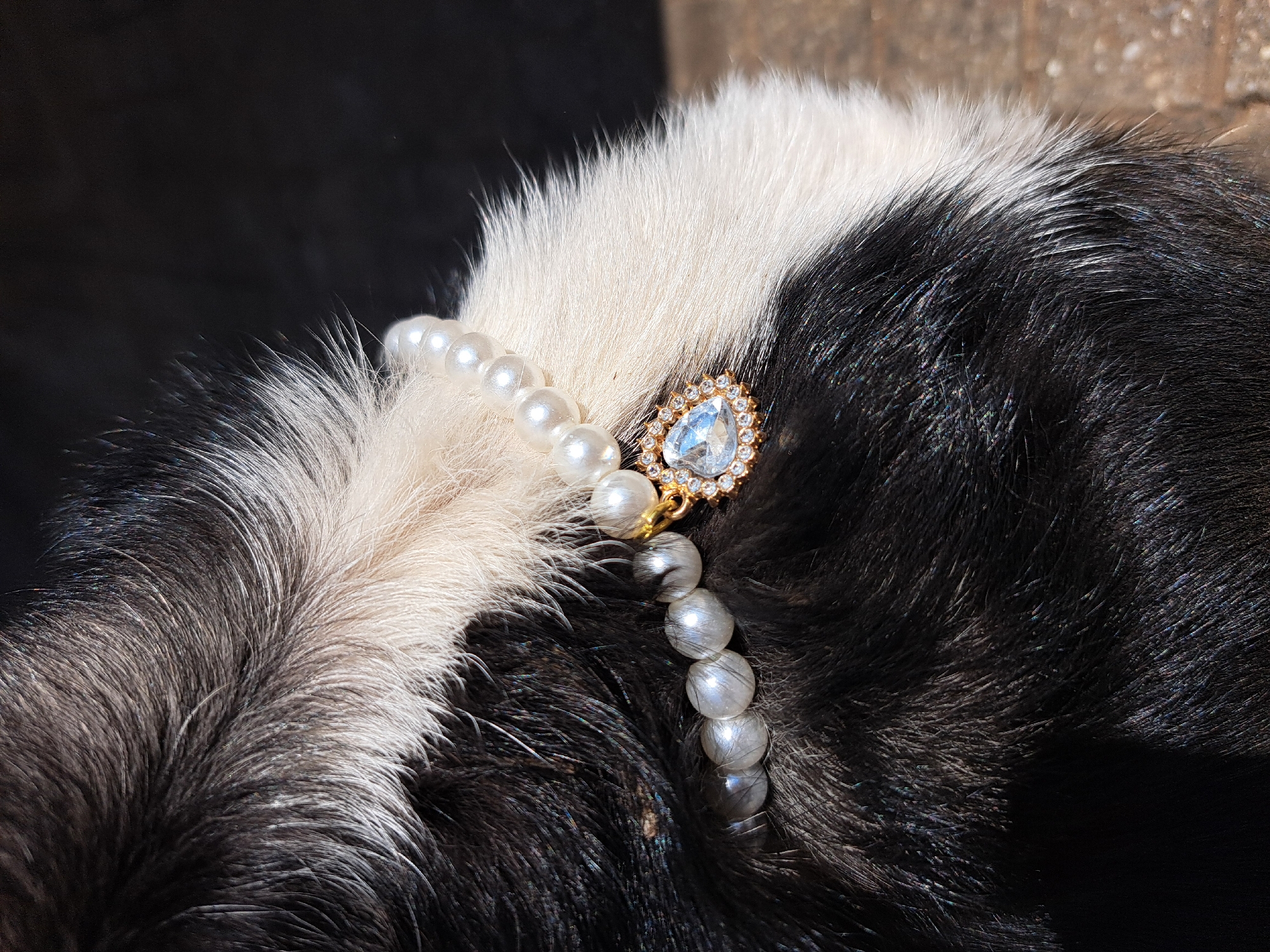 A close-up shot depicts a string of pearls and decorative beads resting on a black and white fur-covered surface. A teardrop-shaped jewel with a gold setting is positioned centrally along the string. The fur is predominantly white on one side and black on the other. The environment appears to be outdoors due to natural lighting. The location and time of day are not discernible from the image.