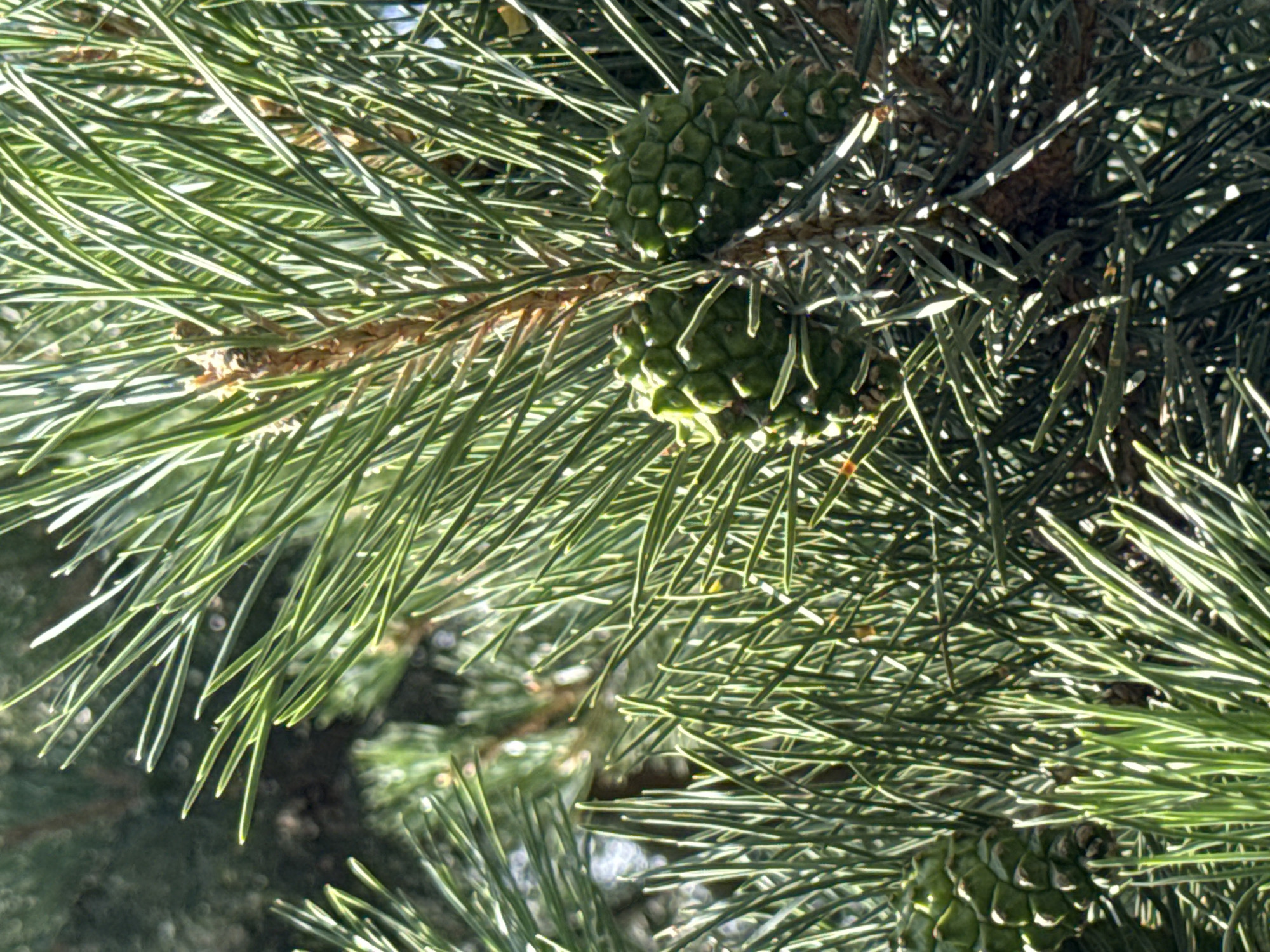 The image shows a close-up of a pine tree branch with several green pine cones. The needles are long and thin, and they are a vibrant green color. The pine cones are clustered together on the branch. The background is blurred, but it appears to be more of the pine tree, with some sunlight filtering through the needles. The image was taken in the city of Goght, Armenia.