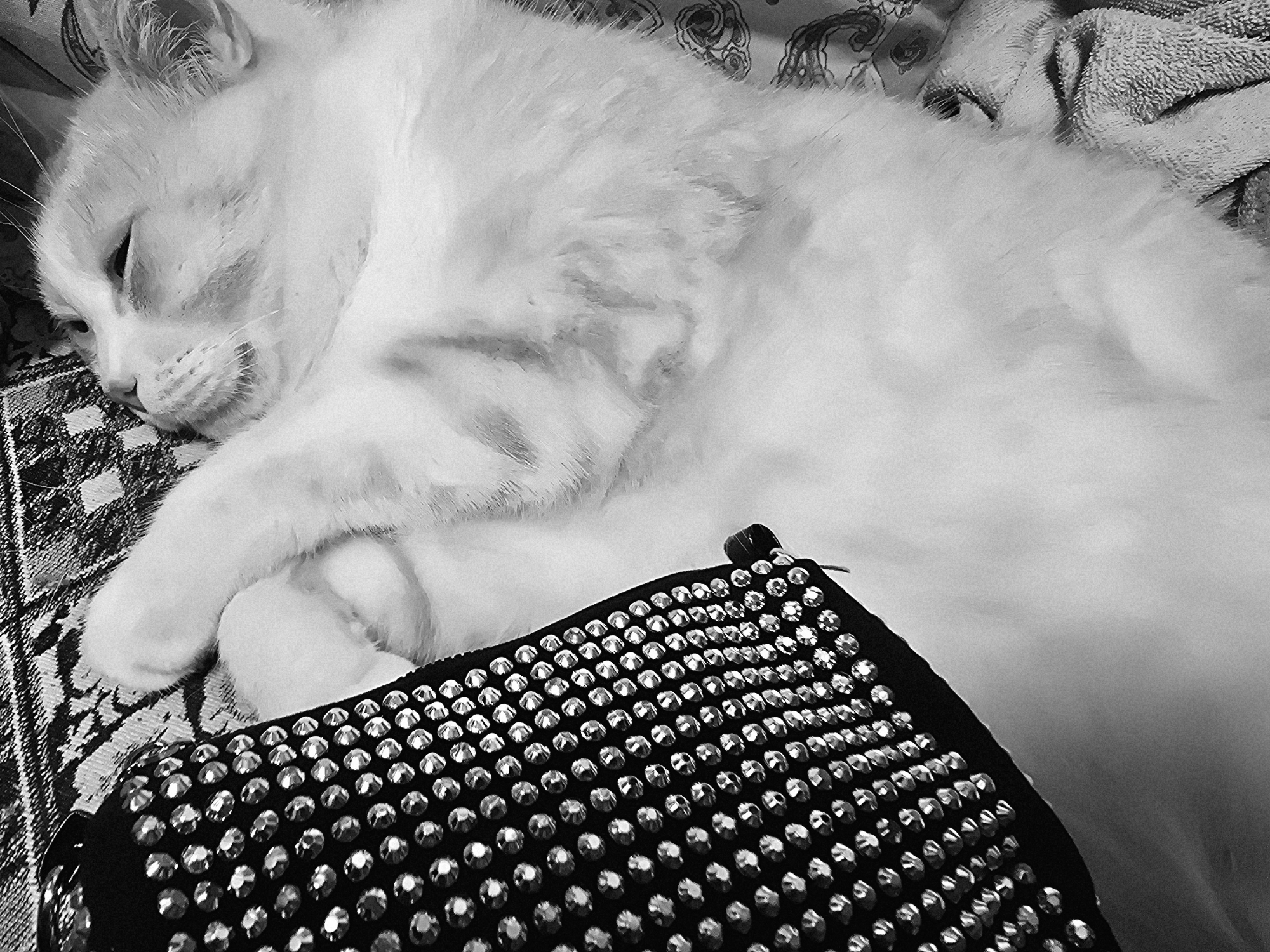 A black and white, medium shot captures a white cat sleeping on a patterned surface. The cat's head rests to the left, with its eyes closed and its body curled to the right, extending out of frame. Its paws are tucked beneath its chin, and its fur appears soft and fluffy. In the foreground, a small, black accessory, possibly a purse or pouch, is visible. It is adorned with numerous small, shiny studs that reflect the light. The accessory is positioned diagonally across the lower right portion of the image. The background consists of a textured surface, with what appears to be a patterned fabric or blanket. The lighting is soft, casting gentle shadows and highlighting the textures of the cat's fur and the studs on the accessory. The scene appears to be indoors, with the overall impression being one of a peaceful, domestic setting.