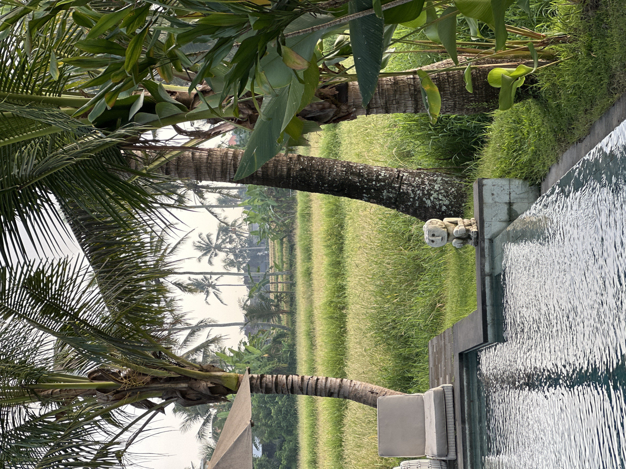 The image captures a tranquil scene in Sukawati, Indonesia. A pool occupies the right side of the frame, its surface reflecting the sunlight. Lush green grass and vegetation surround the pool's edge. Palm trees and other tropical foliage frame the image, some trunks adorned with moss or lichen. Beyond the immediate greenery lies a rice paddy field, the rows of rice plants creating linear patterns. Distant palm trees are visible on the horizon under a hazy sky. A stone statue sits near the pool, adding a cultural element to the scene. In the foreground, a sun umbrella is partially visible. The overall impression is a peaceful tropical setting.