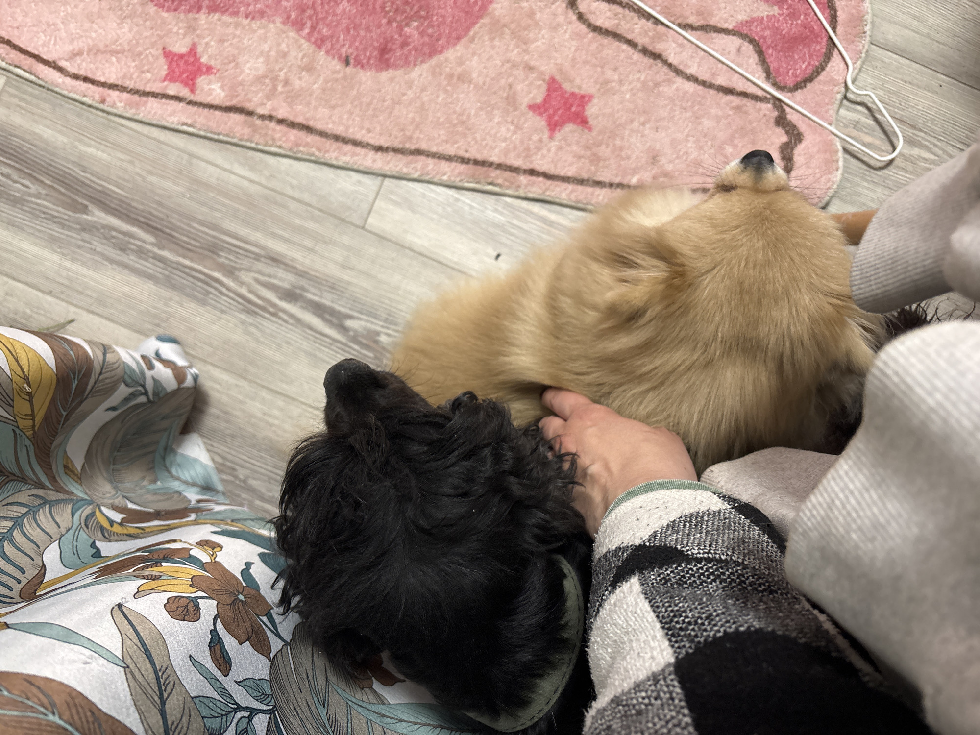 The image shows a scene inside a building in Natukhayevskaya, Russia. Two dogs are lying close to each other, resting near a person. One dog has black fur, and the other has golden-brown fur. The person is wearing floral-patterned pants on one leg and a black and white checkered sleeve with a light gray sweater on the other. The floor is made of light gray wooden planks. A pink rug with stars is in the upper left corner of the image. A white coat hanger is partially visible at the top right corner of the rug. A hand is visible resting on the golden-brown dog.