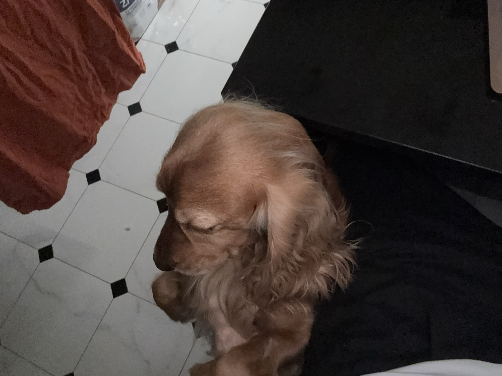 In an indoor scene with a tiled floor, a tan-colored dog is curled up asleep on a dark surface, possibly a piece of furniture. The dog's fur is long and appears to be wavy. A crumpled reddish-orange fabric is visible in the upper right corner of the image. A white plastic bottle is also partially visible near the fabric. The lighting is dim, casting shadows on the floor and the dog.