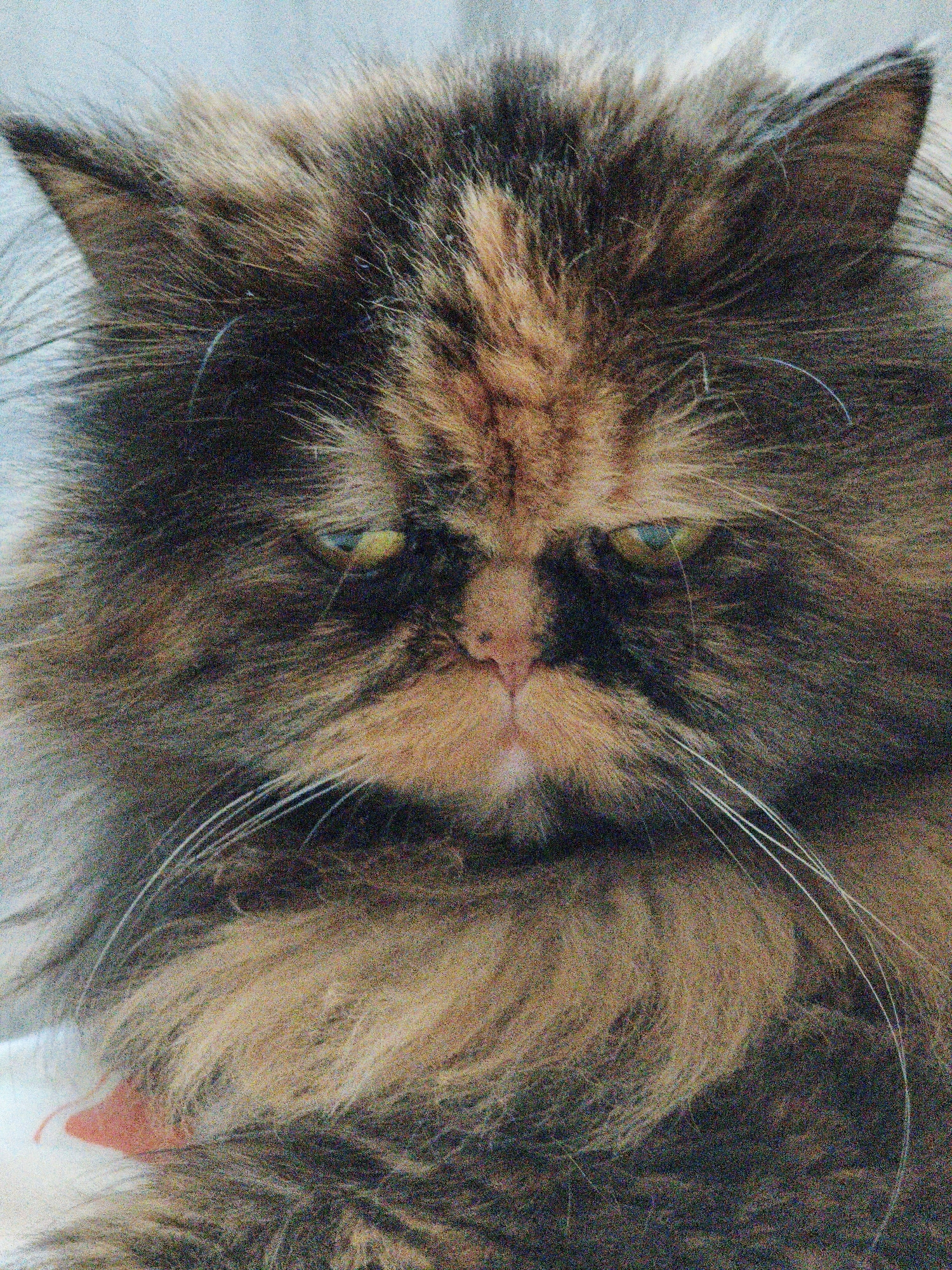A close-up, head-on, slightly blurred, studio portrait of a long-haired, tortoiseshell cat. The cat is positioned centrally, facing directly towards the camera. Its eyes are open and appear to be a greenish-yellow color. The cat's fur is a mix of black, brown, and orange, with longer strands framing its face. Long, white whiskers extend outwards from its muzzle. The background is a pale, textured blue. No other subjects or objects are visible.