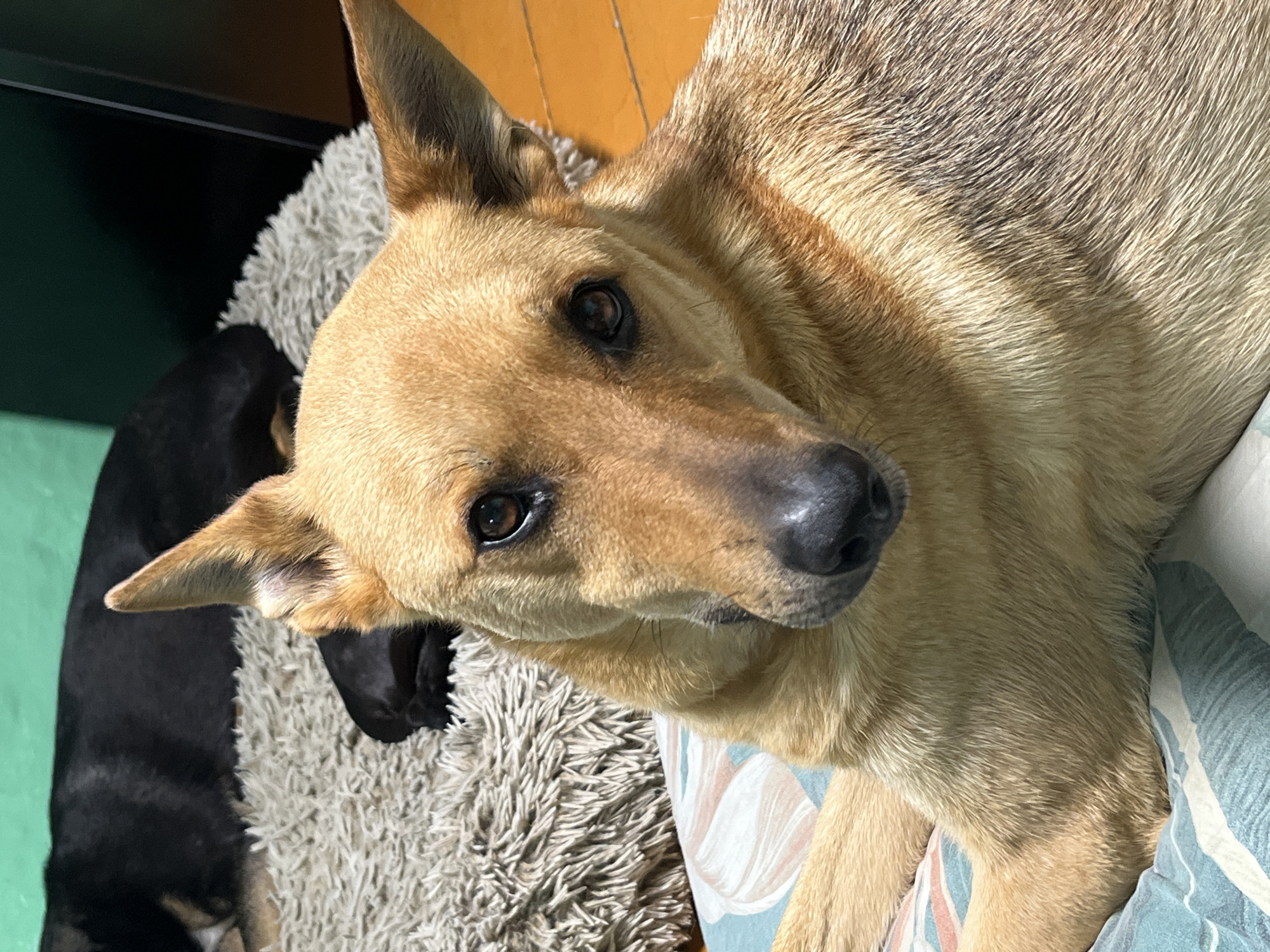 A tan dog with dark brown eyes and erect ears is lying on a patterned cushion. The dog is facing the camera with its head slightly tilted. In the background, another black dog is lying down on a shaggy rug. The environment appears to be indoors, with wooden flooring visible to the right of the frame. The wall behind the dogs is painted green.
