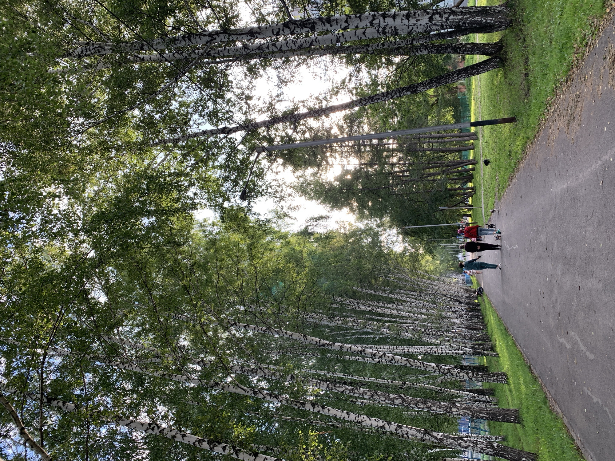 The image depicts a paved pathway in a park lined with birch trees. The pathway is flanked by lush green grass. Three individuals are walking on the path, two of whom are accompanied by dogs. One person is wearing a green tracksuit, another a dark outfit, and the third a red jacket. The sun is shining through the leaves of the trees, creating dappled light and shadows. The scene appears to be a pleasant day for a walk in the park.