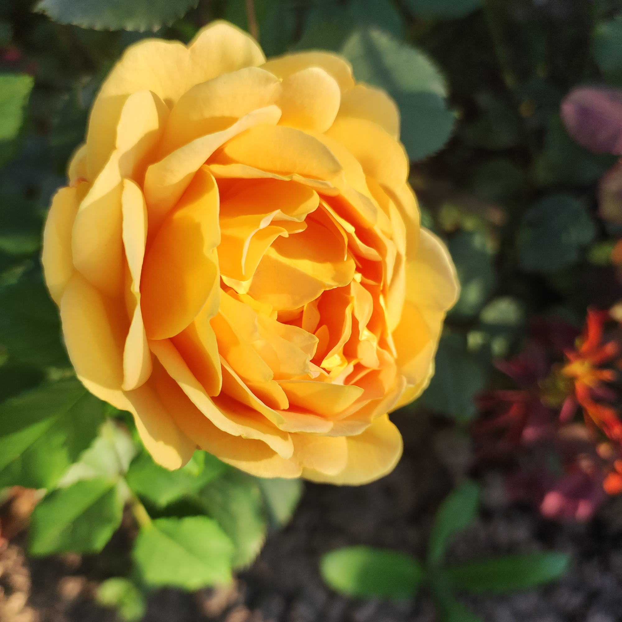 A close-up, slightly angled shot focuses on a vibrant yellow rose in full bloom. The rose is the primary subject, with its petals tightly furled towards the center, creating a textured, layered appearance. Sunlight illuminates the petals, casting soft shadows that highlight their curves and delicate forms. The rose is surrounded by lush green leaves, some in sharp focus and others softly blurred, indicating a garden setting. In the background, out-of-focus elements suggest other plants or flowers, with hints of deep red and purple hues. The lighting suggests it could be daytime, possibly morning or late afternoon, given the warm, golden quality of the light. No people or text are visible in the image.