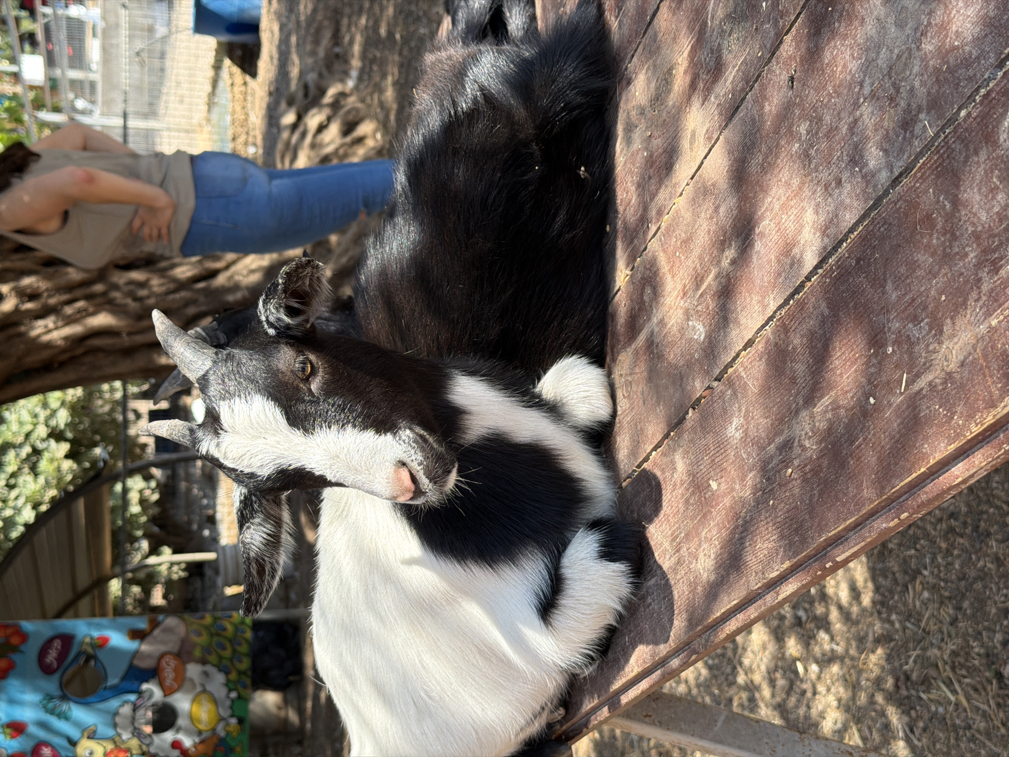 In the city of Mate Asher Regional Council, Israel, a goat with black and white fur is lying on a wooden table. The goat is facing left, with its head turned towards the camera. Its eyes are open, and its ears are perked up. The goat's fur is short and fluffy, and its body is lying down. In the background, a person is standing and looking away from the camera. The person is wearing a gray tank top and blue jeans. There are trees and a fence in the background, as well as a blue barrel. The ground is covered with dry leaves and dirt. The lighting is natural and appears to be from the sun.
