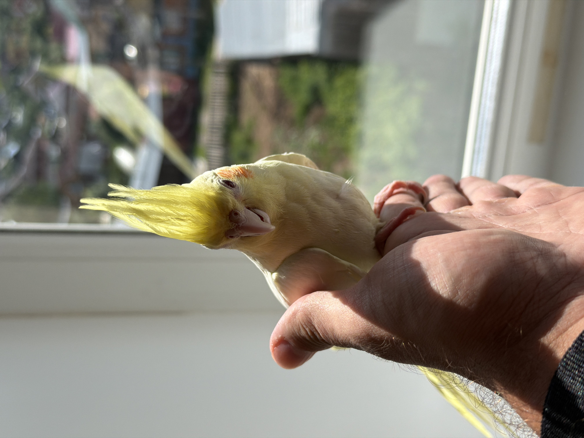 The media file is a close-up, horizontal shot of a person's hand gently holding a light yellow cockatiel. The cockatiel is facing left, with its head tilted slightly downwards. Its crest is raised, and its eyes are dark. The bird's feathers are soft and downy. The hand is holding the bird securely but gently, with the thumb and fingers supporting its body. The background is blurred and appears to be a window with natural light streaming in, suggesting it's daytime. The light casts shadows on the hand and the bird. The scene is domestic and peaceful. The location context provided is Chaikovsky, Russia, which implies the setting is likely a home in that city. There is no visible text in the image.