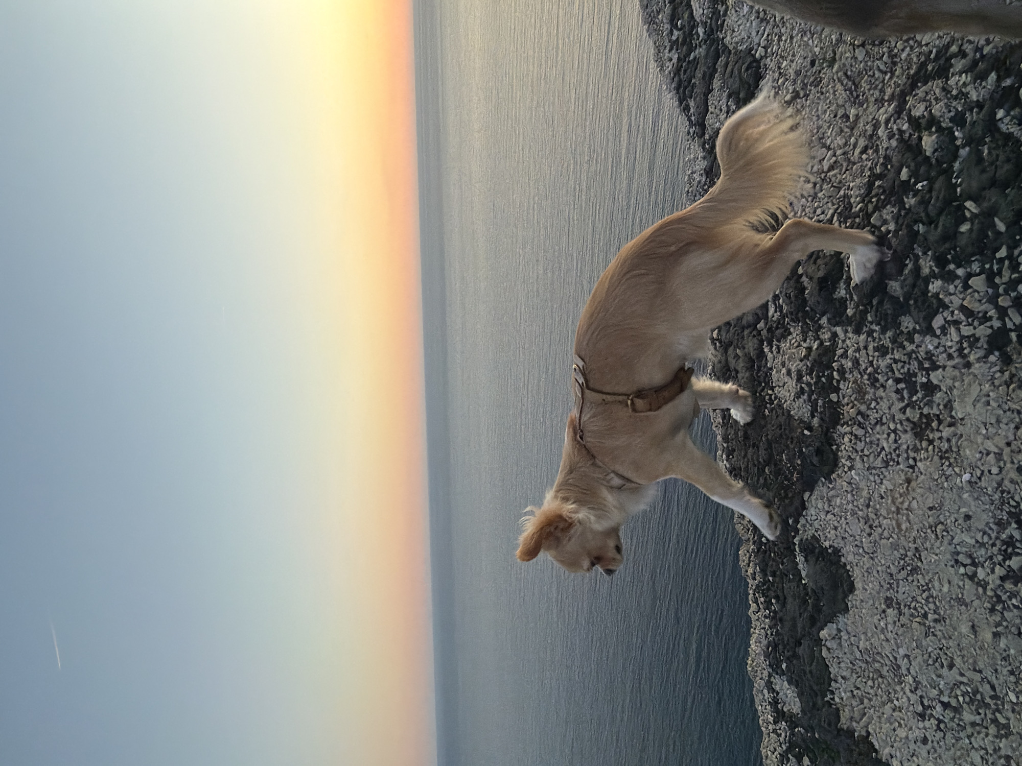 A tan-colored dog wearing a harness is standing on a rocky cliff edge. The dog's head is angled downwards towards the edge. Behind the dog, there is a body of water, and a sunset is visible on the horizon. The rocky cliff appears to be composed of small gravel and larger stones. The location is likely in Budva, Montenegro.