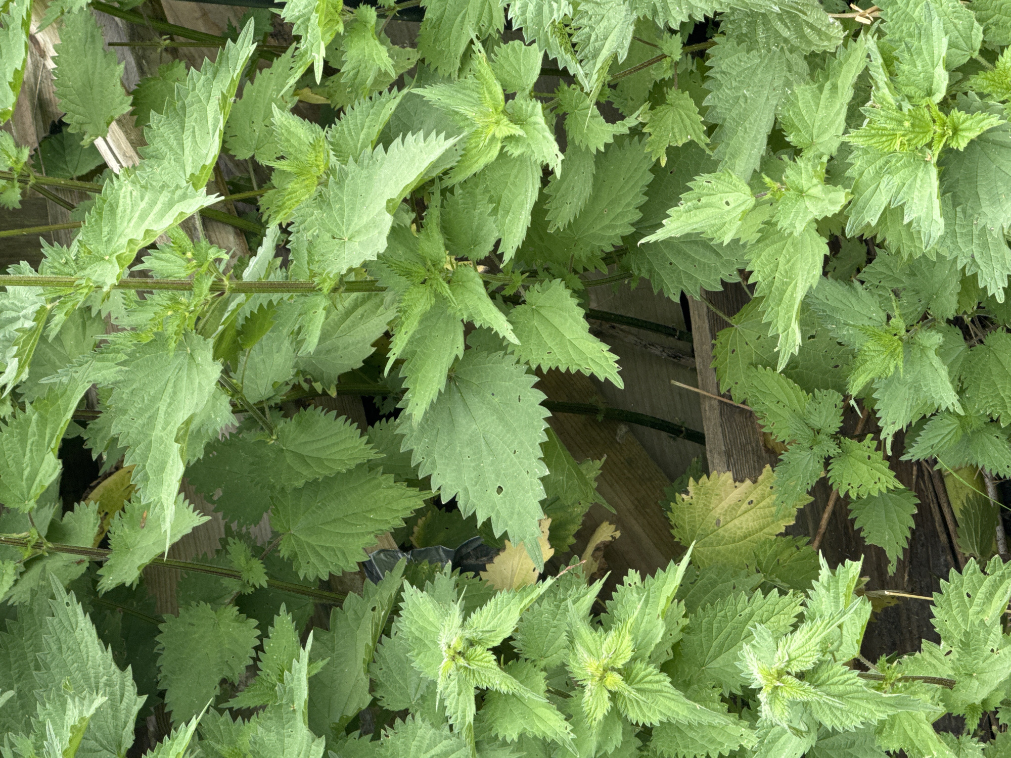 The image is a close-up, top-down view of a dense patch of stinging nettles. The nettles are vibrant green, with characteristic serrated leaves. Some leaves show small holes, likely from insects. The plants are growing in a wild, overgrown area, with hints of wooden structures and possibly some dark, indistinct debris visible beneath the foliage. The lighting suggests it is daytime, with soft, diffused light. There are no people or animals visible in the image. The overall impression is one of untamed nature.