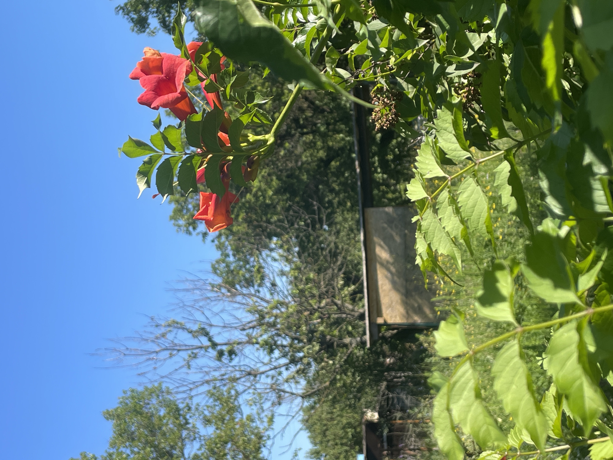 The image depicts an outdoor scene with vibrant green foliage and bright orange trumpet-shaped flowers in the foreground. The flowers are in bloom and appear to be on a vine or climbing plant, with several blossoms clustered together. Behind the flowers, a blue sky dominates the upper portion of the image. In the mid-ground, there are trees with green leaves, and a portion of a rustic wooden structure or shed is visible. The overall setting suggests a garden or natural area. This image was taken in Azov, Russia.