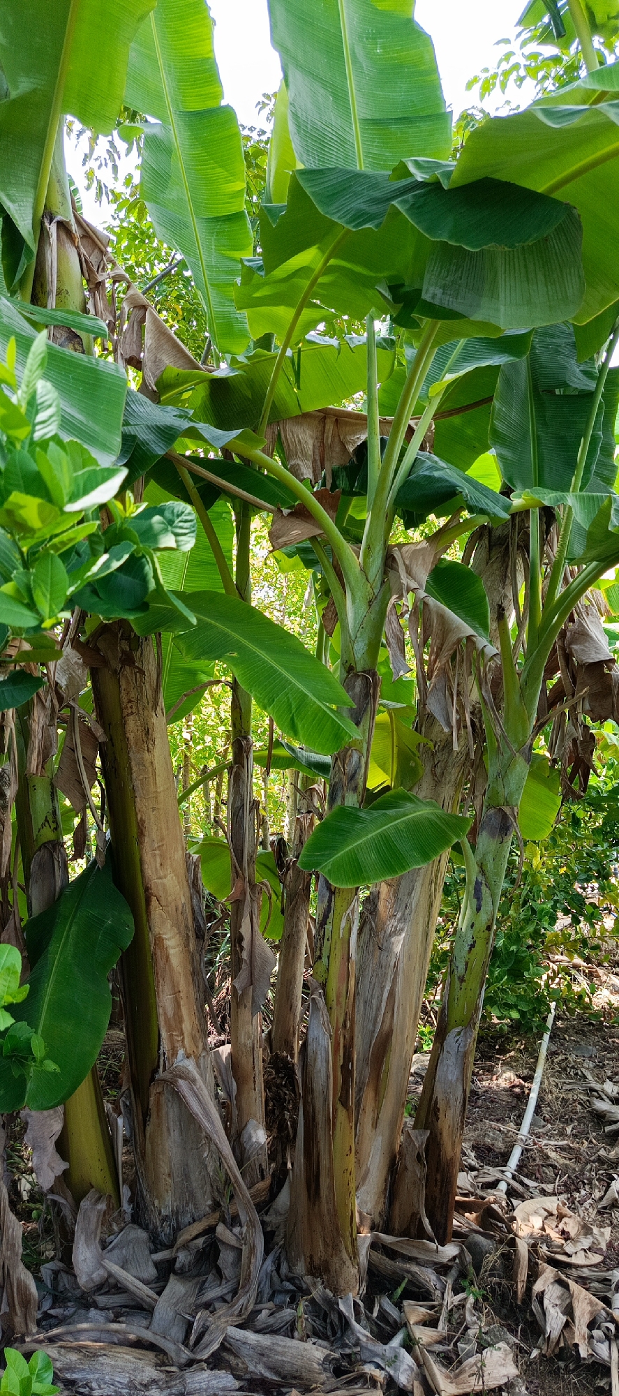 The image shows a cluster of banana trees in the village of Meunasahmesjid, Indonesia. The banana trees are tall and have large, green leaves. The trunks of the trees are thick and appear to be made up of many layers of dried leaves. The ground around the trees is covered in fallen leaves and debris. There is a white pipe running along the ground to the right of the banana trees. The background of the image is filled with lush green foliage, suggesting a tropical environment. The lighting indicates it is daytime.