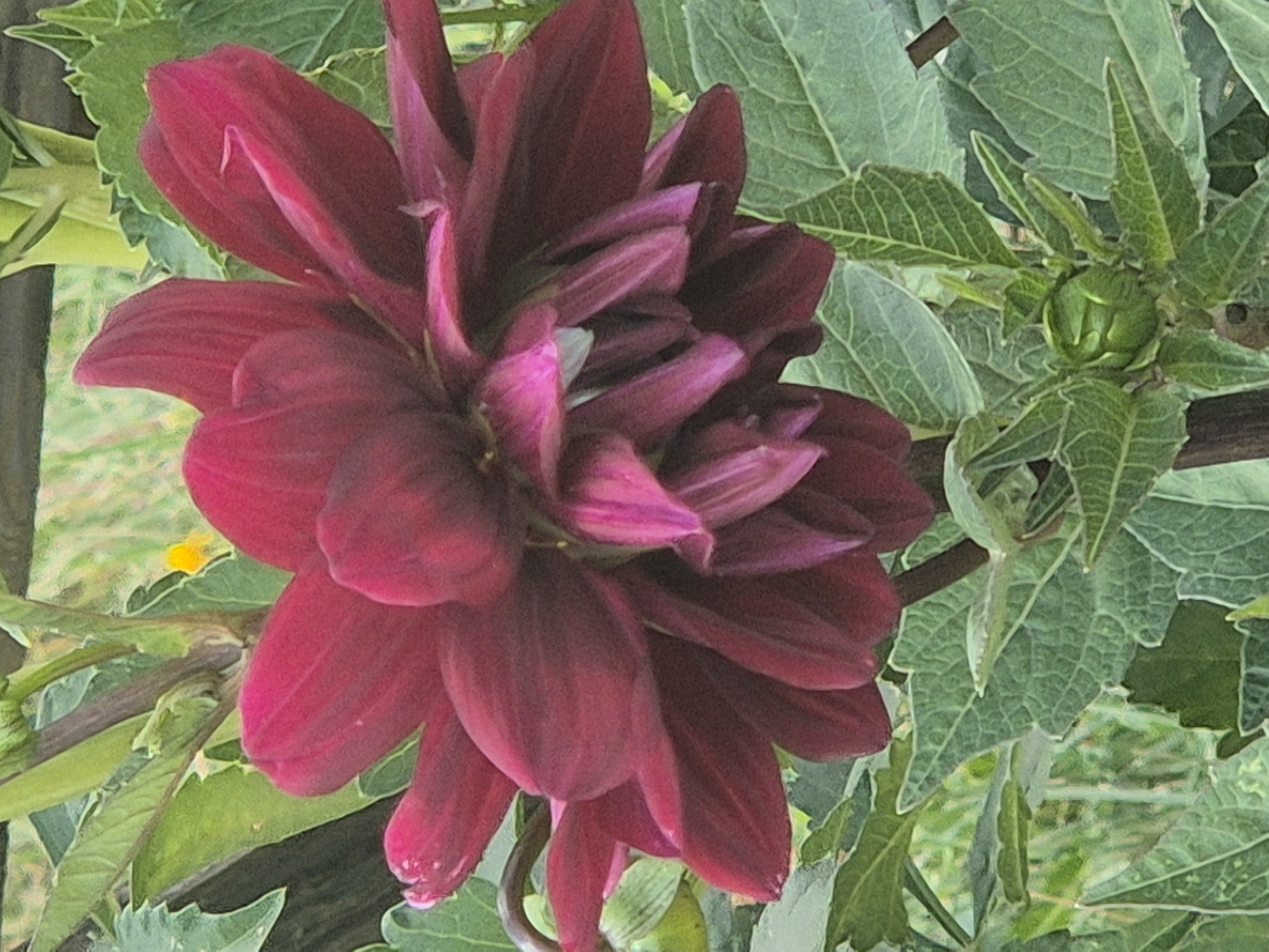 The image shows a close-up view of a dark red dahlia flower in bloom, surrounded by green leaves and foliage. The flower is the central focus, with its petals unfurling in a layered, almost ruffled pattern. The color of the petals transitions from a deep, rich red at the outer edges to a lighter, more purplish hue towards the center. Some of the inner petals appear slightly lighter and more delicate. The leaves are a vibrant green, with visible veins and a slightly textured surface. A green bud, not yet open, is visible at the bottom right of the frame. The background is softly blurred, suggesting an outdoor setting with hints of green and yellow, possibly other plants or distant foliage. There are no people or any identifiable human activity depicted in the image. The scene is purely a naturalistic depiction of a flower. The location in Kokshetau, Kazakhstan is not discernible from the image itself.