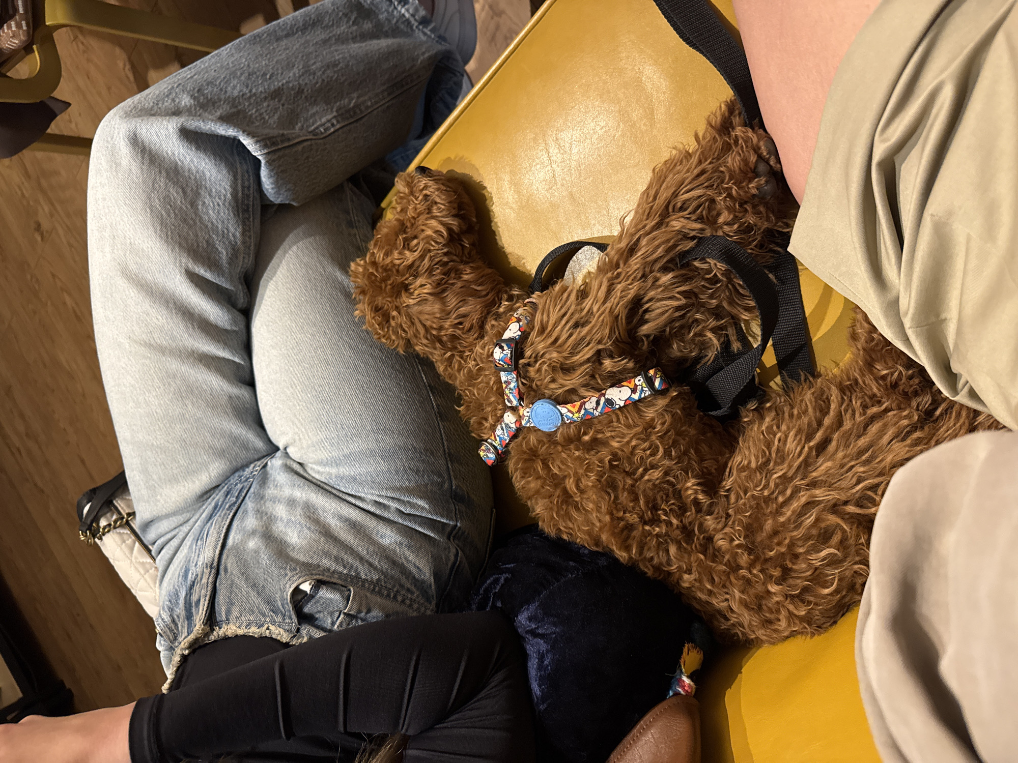 The image shows a close-up of people sitting on a yellow surface, likely a couch or bench. A brown poodle wearing a Snoopy-themed harness is nestled between two individuals. One person is wearing light blue denim jeans, black leggings, and a white purse with a chain strap is visible. The other person is wearing beige, loose-fitting pants. The setting is ambiguous and the exact location in Budva, Montenegro, is unknown.