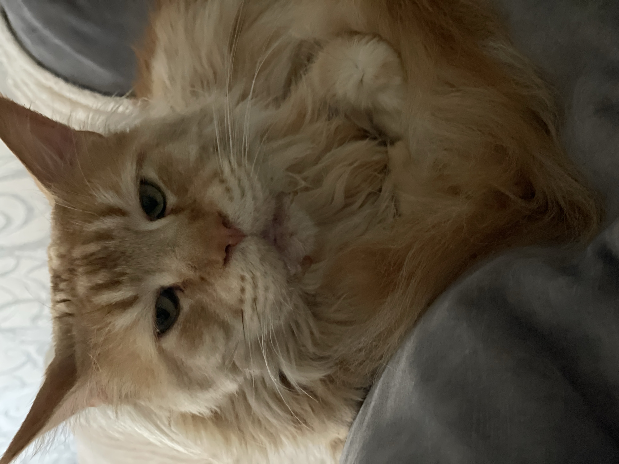 A close-up, tilted, indoor shot captures a light orange tabby cat resting on a grey fabric surface. The cat is lying on its side, with one paw curled near its face. The cat has green eyes, a pink nose, and long whiskers. The background includes a white surface.
