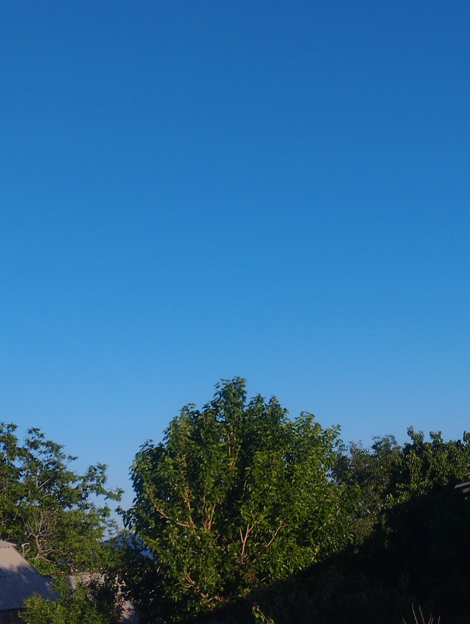 A clear, bright blue sky dominates the upper portion of the image, suggesting a sunny day. The lower half of the image features the tops of several lush, green trees. The foliage is dense, with sunlight filtering through the leaves, creating a dappled effect. In the bottom left corner, a portion of a house with a grey, corrugated roof is visible, hinting at a residential setting. The overall scene conveys a sense of natural tranquility. The time of day appears to be morning or late afternoon due to the quality of light on the trees. The location cues, such as the type of trees and the style of the house, are consistent with a rural or suburban environment in Talin, Armenia. There is no text visible in the image.