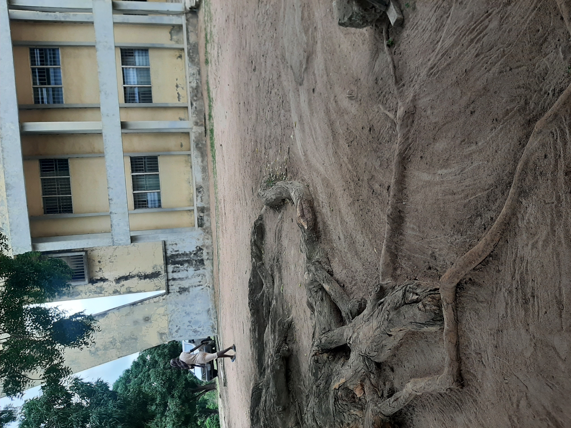The image depicts an outdoor scene in Ogbomosho, Nigeria, with a focus on a large, exposed tree root system in the foreground. The ground is composed of dry, sandy soil, showing patterns of erosion. Behind the roots, a person, appearing to be walking away from the camera, is seen in the middle ground. This individual is wearing a light-colored outfit and a headscarf. A vehicle is parked to the left of the person. Dominating the background is a pale yellow building with grey structural elements and multiple windows, some of which are barred. The building appears to be weathered. To the far left, a large, abstract concrete structure rises, partially obscured by trees with green foliage. The overall environment suggests an arid or semi-arid climate.