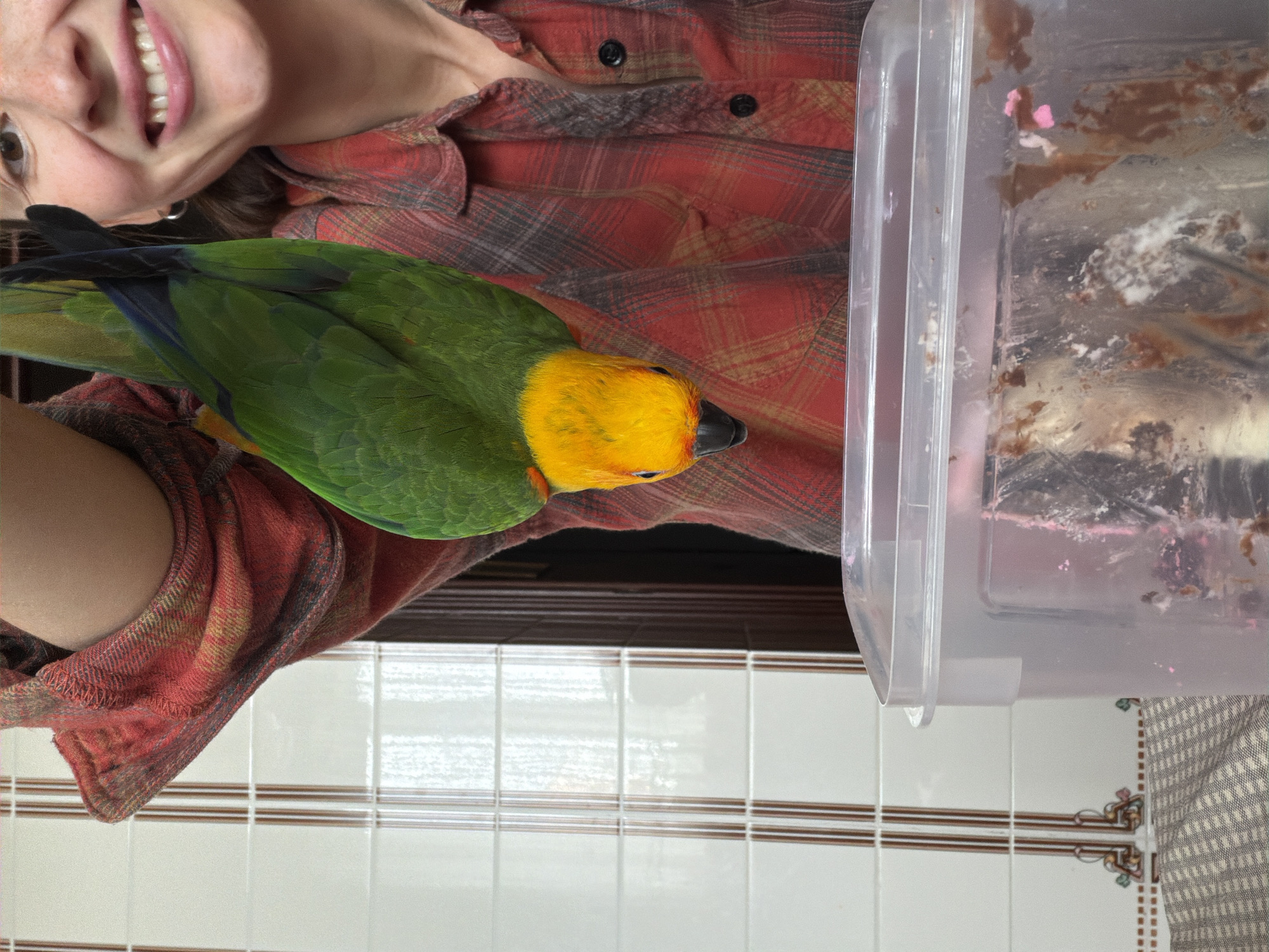 In Khimki, Russia, a person wearing a red and black plaid shirt holds a green and yellow parrot upside down over a clear plastic container with remnants of food, possibly cake. The parrot's head is yellow with a black beak and eye. The person's face is partially visible, smiling. The background features white tiled walls with thin brown vertical lines and a wooden door frame. A checkered tablecloth is visible beneath the container.