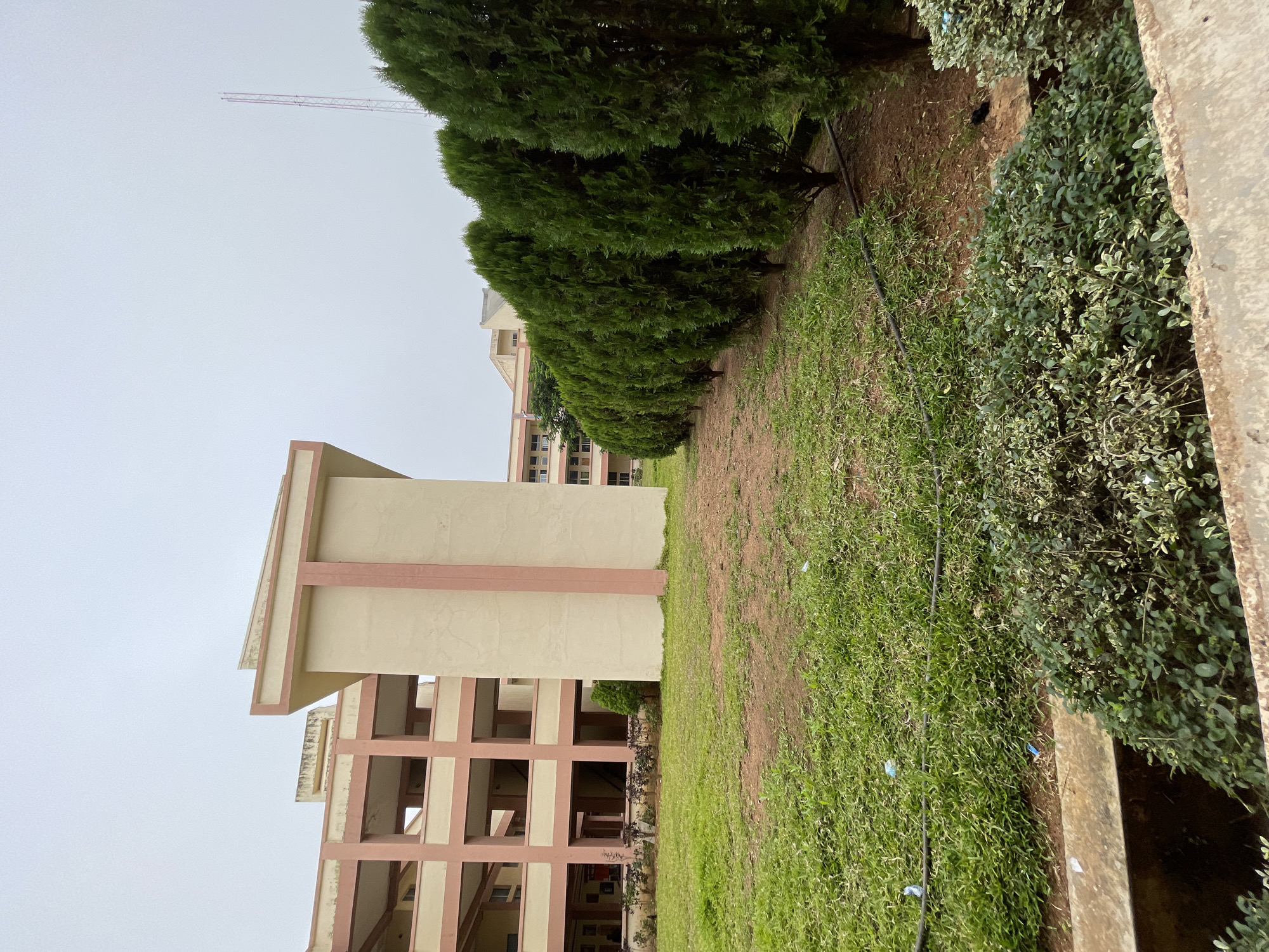 The image depicts an outdoor scene with a focus on architecture and landscaping. In the background, a multi-story building with a beige and pink facade is visible. The building features open-air walkways or balconies with numerous square openings. To the right of the building, a tall, slender communication tower with a pink lattice structure rises against a pale, overcast sky. In the foreground and midground, a neatly arranged row of tall, dark green evergreen trees forms a distinct line. Between the trees and the building, a patch of dry, reddish-brown soil with sparse green grass is present. In the lower foreground, a patch of vibrant green grass is seen, with a dark hose or cable running horizontally across it. Further down, a low-lying bush with variegated green and white leaves is situated in front of a concrete structure, possibly a drainage channel. The overall environment appears to be an institutional or public space, possibly a university campus or administrative complex, given the style of the architecture and the presence of landscaping. The lighting suggests an overcast or diffused daylight condition.