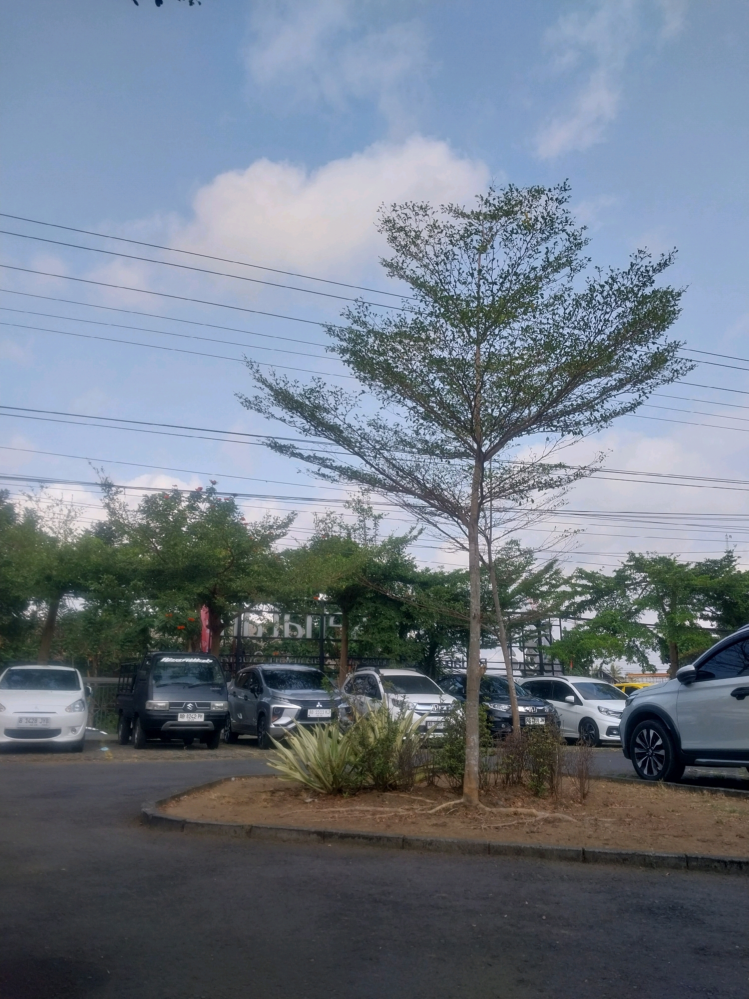 The image depicts an outdoor parking area in Sleman, Indonesia, under a bright, partly cloudy sky. Several cars are parked in a row on an asphalt surface, including a white hatchback on the left with license plate "B 1428 JYB", a black pickup truck with license plate "AB 8242 PH", a gray SUV, and other vehicles. A prominent tree with sparse foliage stands in the foreground, casting a shadow. Behind the parked cars, a row of trees forms a backdrop, and a fence with some lettering is visible. Electrical wires crisscross the sky. The ground is a mix of asphalt and a raised garden bed with dry grass and exposed roots. The overall impression is a typical urban parking lot environment.