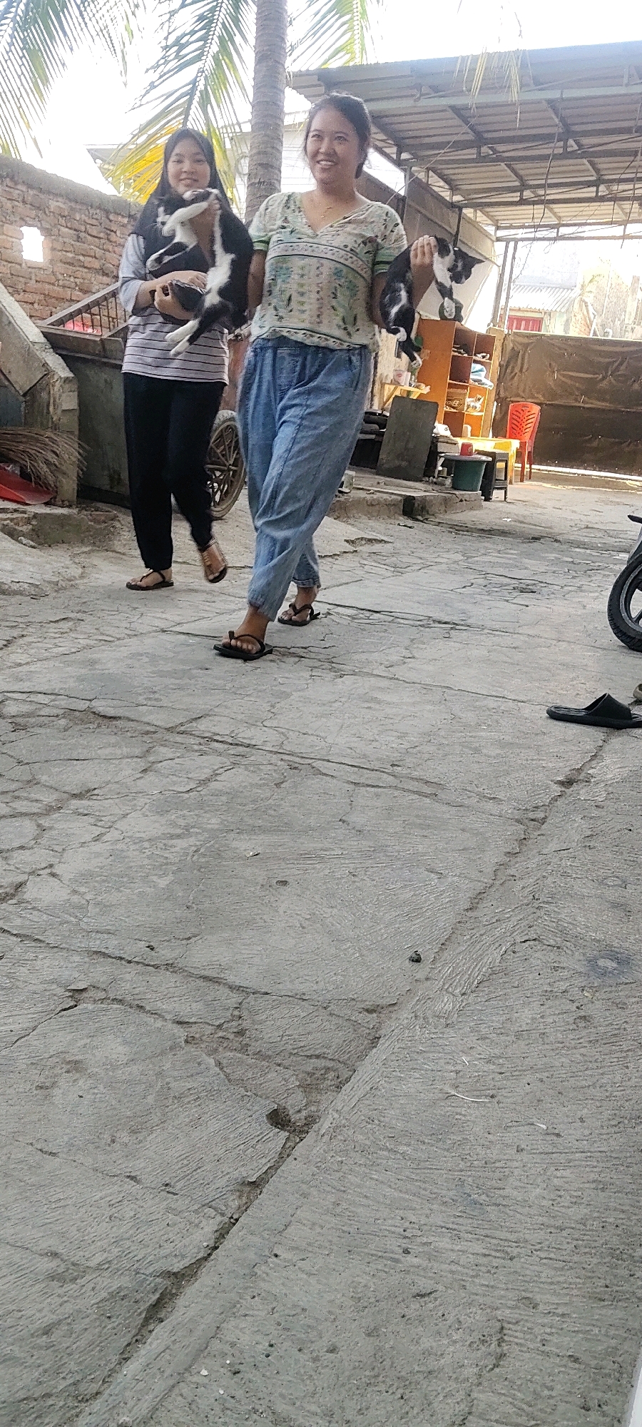 Two women are walking on a concrete path. The woman on the left is wearing a striped shirt and black pants, and is holding a black and white cat. The woman on the right is wearing a patterned shirt and blue pants, and is holding another black and white cat. The background shows a brick wall, a palm tree, and a covered outdoor area. The scene appears to be in Mekarmukti, Indonesia.