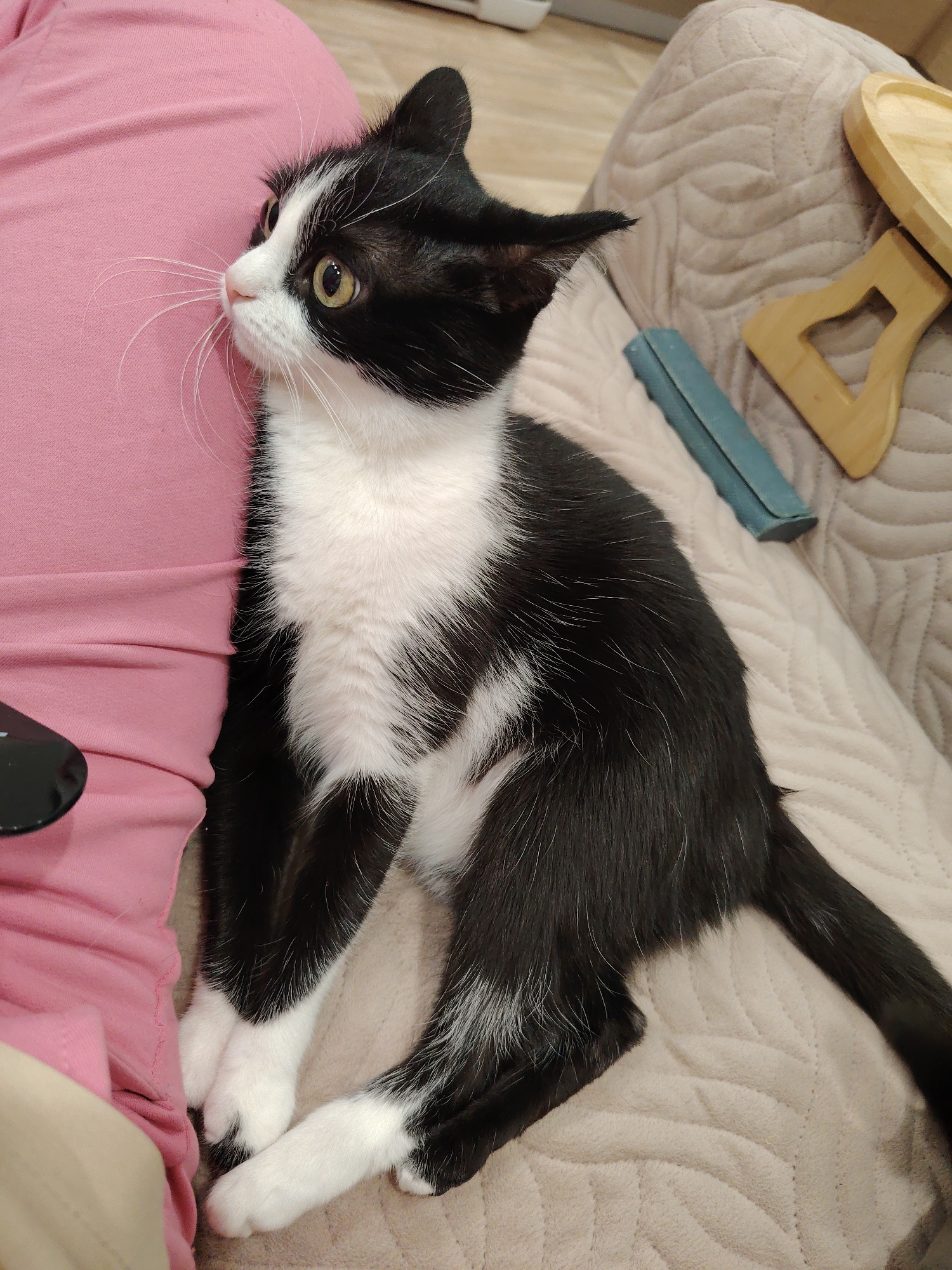 A black and white tuxedo cat sits on a beige quilted blanket. The cat is leaning against a person wearing a pink shirt. A small, wooden tray table rests on the blanket next to the cat. The location is unknown.