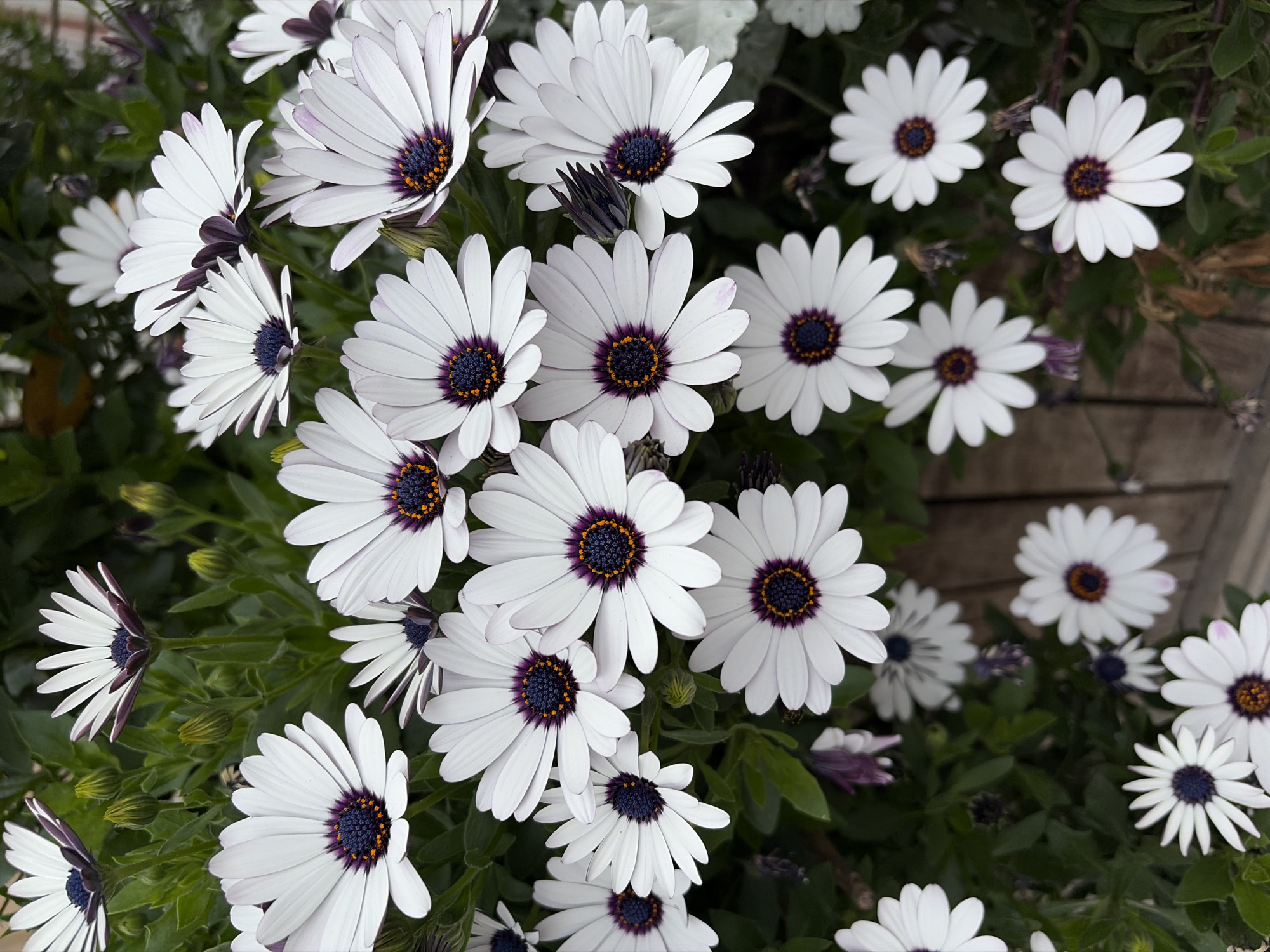 The image shows a cluster of white Osteospermum flowers with purple centers, surrounded by green foliage. The flowers vary in size and bloom stage, with some buds still closed. The scene appears to be outdoors, potentially in a garden or planted area. The image was taken in l'Hospitalet de Llobregat, Spain.