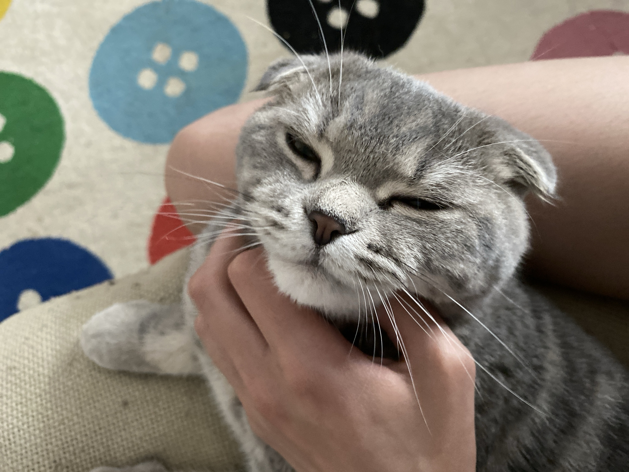 A close-up shot shows a person's hand gently stroking the face of a gray tabby cat. The cat's eyes are partially closed, suggesting contentment. The cat is lying on a person's lap, which is visible in the lower part of the frame. The background consists of a patterned carpet with large circular designs in blue, green, and black. There is no information in the image to suggest a location in Votkinsk, Russia.