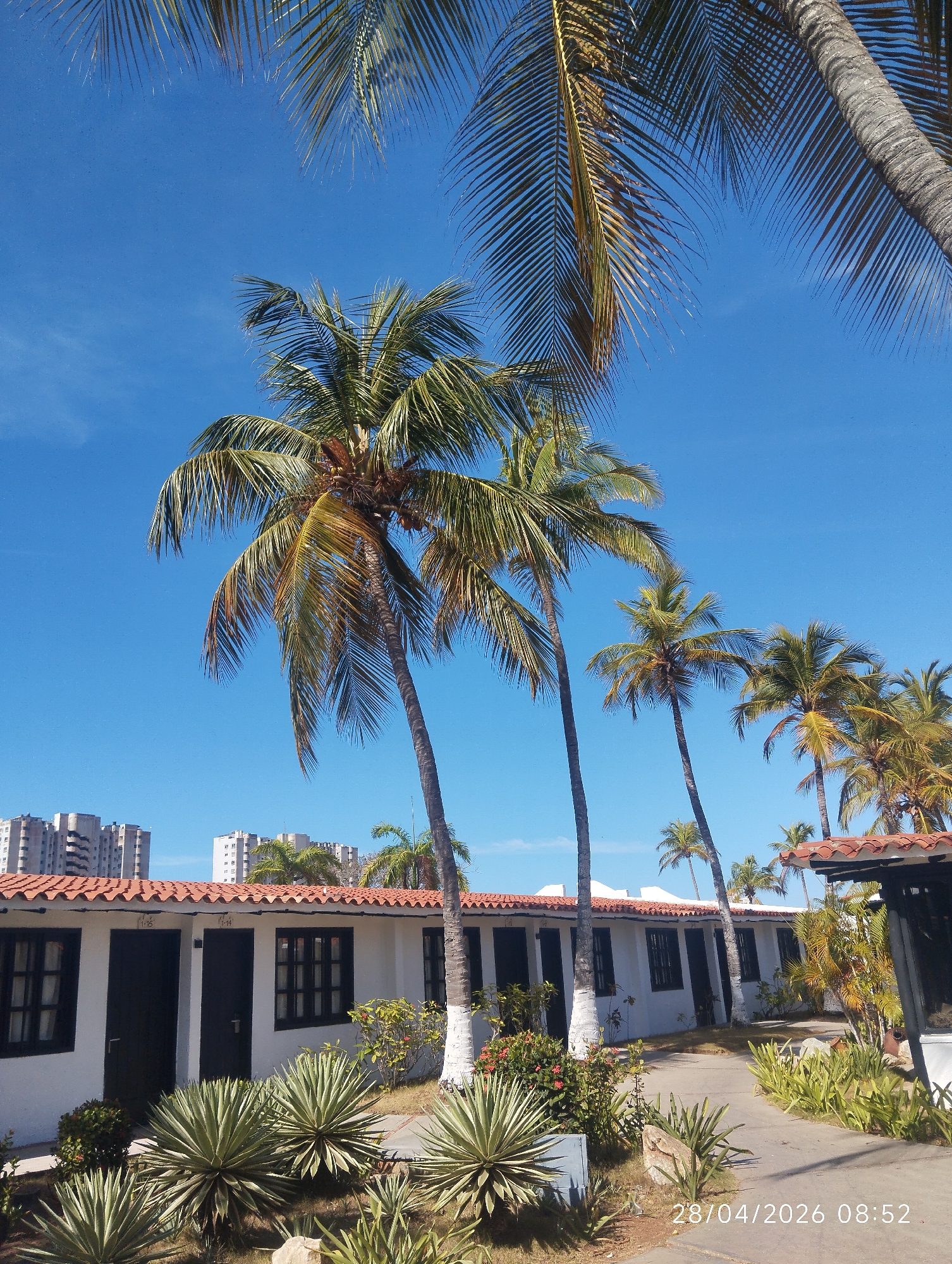 The image captures a bright, sunny outdoor scene, likely in a tropical or subtropical region, possibly a resort or hotel complex. The primary subjects are numerous tall palm trees and a row of low-rise white buildings with distinctive red tile roofs.
The foreground and midground are dominated by several palm trees with vibrant green and yellowish fronds, some showing clusters of coconuts. The trunks of some trees are partially whitewashed at the base. Beneath the trees and alongside a paved pathway, various green plants are visible, including spiky agave plants and flowering bushes with small red blooms.
To the left, a row of white single-story buildings extends, featuring dark doors and windows with dark frames. Above two of the doors, the numbers "1-15" and "1-14" are visible, suggesting room or unit identifications. The buildings are constructed with a consistent architectural style, characterized by their white walls and terracotta-colored tiled roofs.
In the background, beyond the buildings and palm trees, several modern, multi-story urban buildings or apartment blocks can be seen under a clear, brilliant blue sky. The weather appears perfect, with no clouds, indicating a bright and sunny day.
A timestamp in the bottom right corner of the image reads "28/04/2026 08:52", indicating that the photo was taken in the morning. The overall atmosphere is one of warmth, relaxation, and a vacation setting. No people or specific activities are visible, presenting a serene and undisturbed landscape.