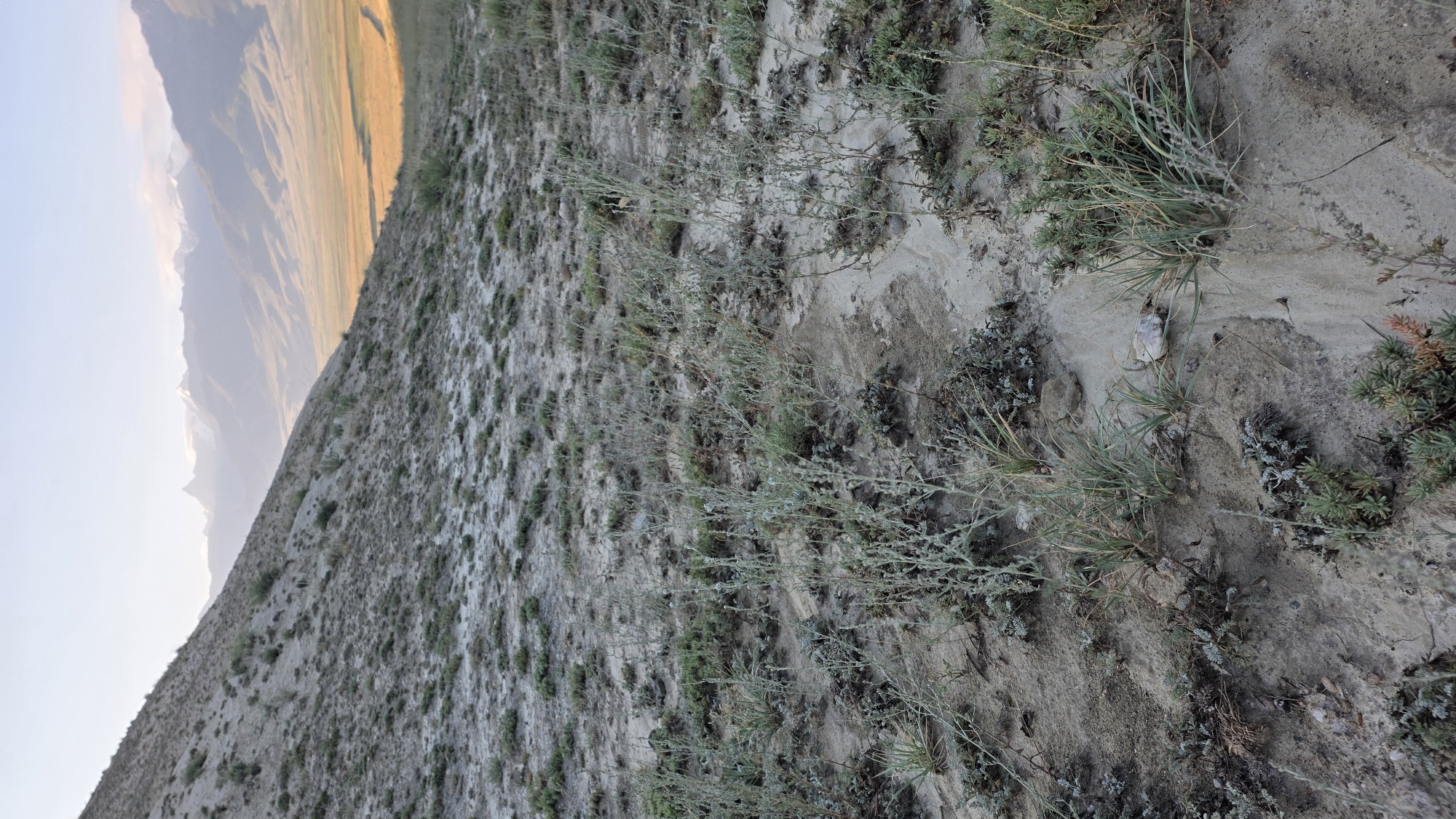 The image shows a barren, sandy landscape with sparse vegetation under a hazy sky. In the foreground, dry, pale sand is interspersed with low-lying green and grey shrubs. A gentle slope rises to the left, covered in similar sparse vegetation and sandy patches. In the distance, a wide, flat valley bathed in warm, late-day sunlight stretches towards a range of majestic, snow-capped mountains under a pale blue sky. The overall impression is one of a remote, high-altitude environment. This scene is located in Terek-Suu, Kyrgyzstan. There are no people or animals visible in the image.