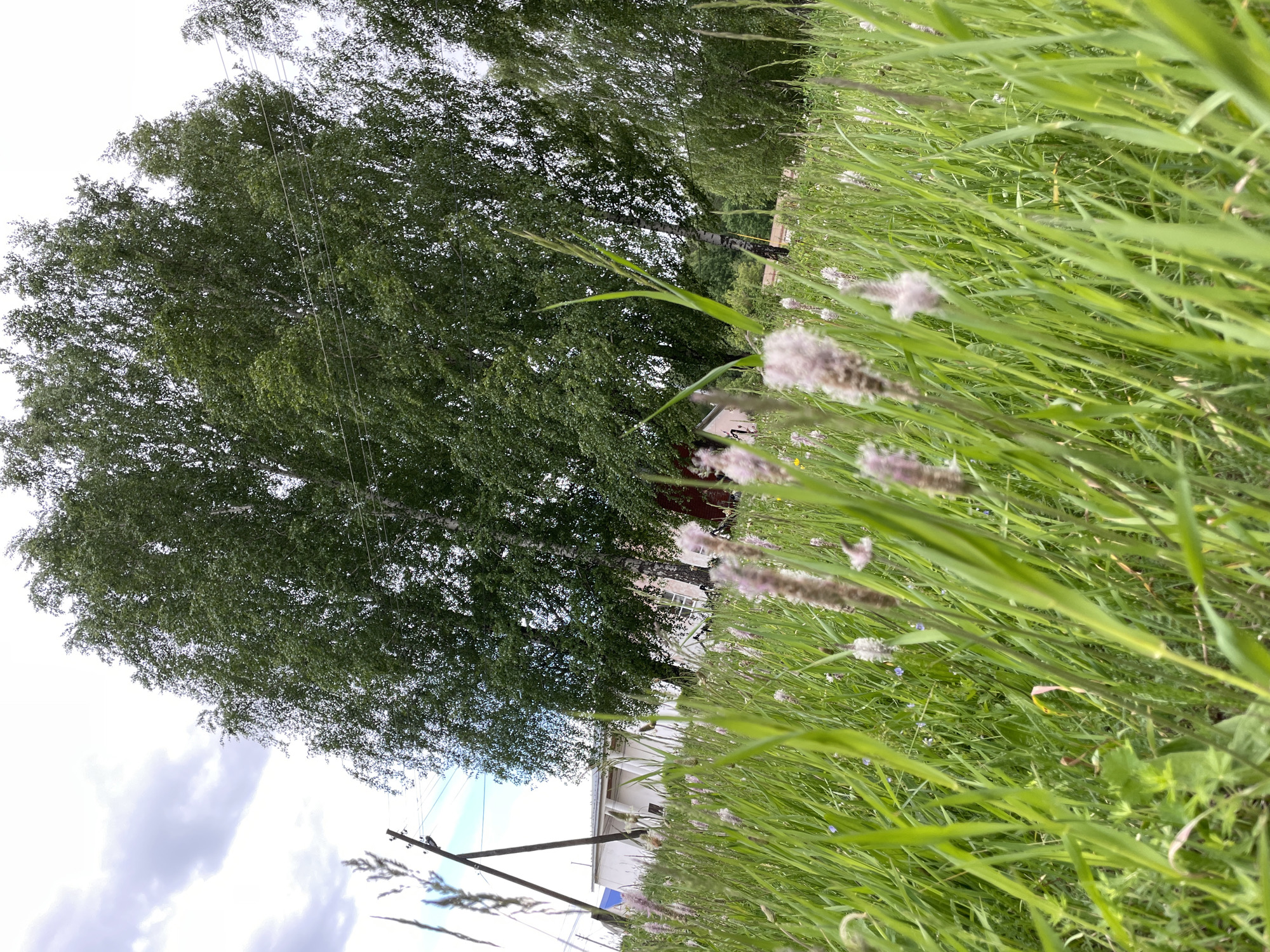 The image shows a grassy field in Балдейка, Russia. Tall green grass and flowering weeds dominate the foreground. In the background, a large birch tree with dense foliage fills the upper-left portion of the frame. Further behind the tree, a white building with a visible window is partially obscured by the grass and weeds. A utility pole with wires is visible in the lower-left corner of the image, against a backdrop of cloudy sky. The image is taken from a low angle.