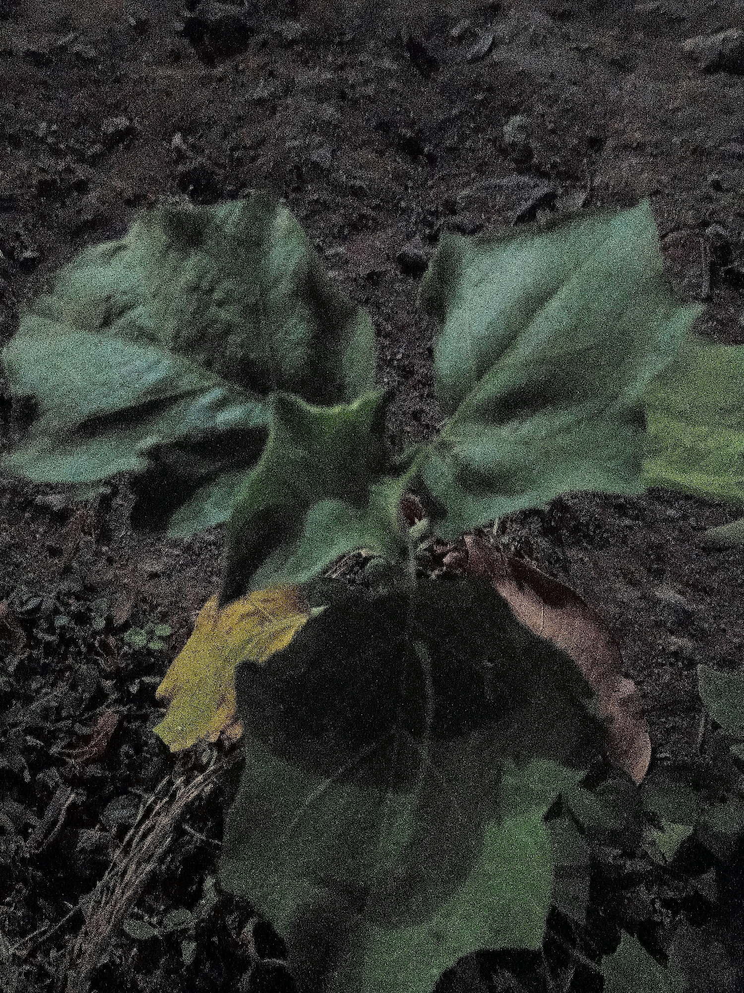 The image is a top-down view of a small plant with several large green leaves emerging from dark soil. The soil appears to be a mixture of dirt, small rocks, and dried leaves. One of the leaves on the lower left of the plant is a yellow-green color, suggesting it may be drying or a different type of leaf. The plant is centered in the frame and is the primary subject. The overall lighting is dim, creating deep shadows and a grainy texture throughout the image. There is no indication of the specific location within Cikal, Indonesia.