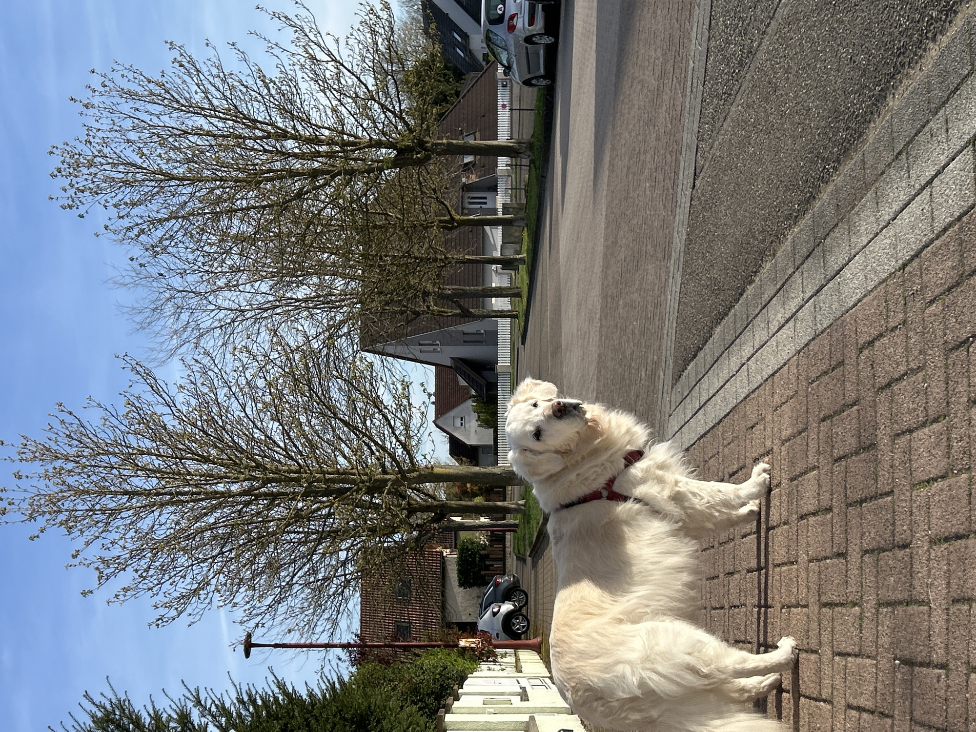 A white, medium-sized dog is standing on a brick sidewalk next to a street in Truchtersheim, France. The dog is wearing a red harness and looking upwards and slightly to the left. A row of trees lines the street, and houses with white picket fences are visible in the background. A silver car is parked on the street. The sky is blue.