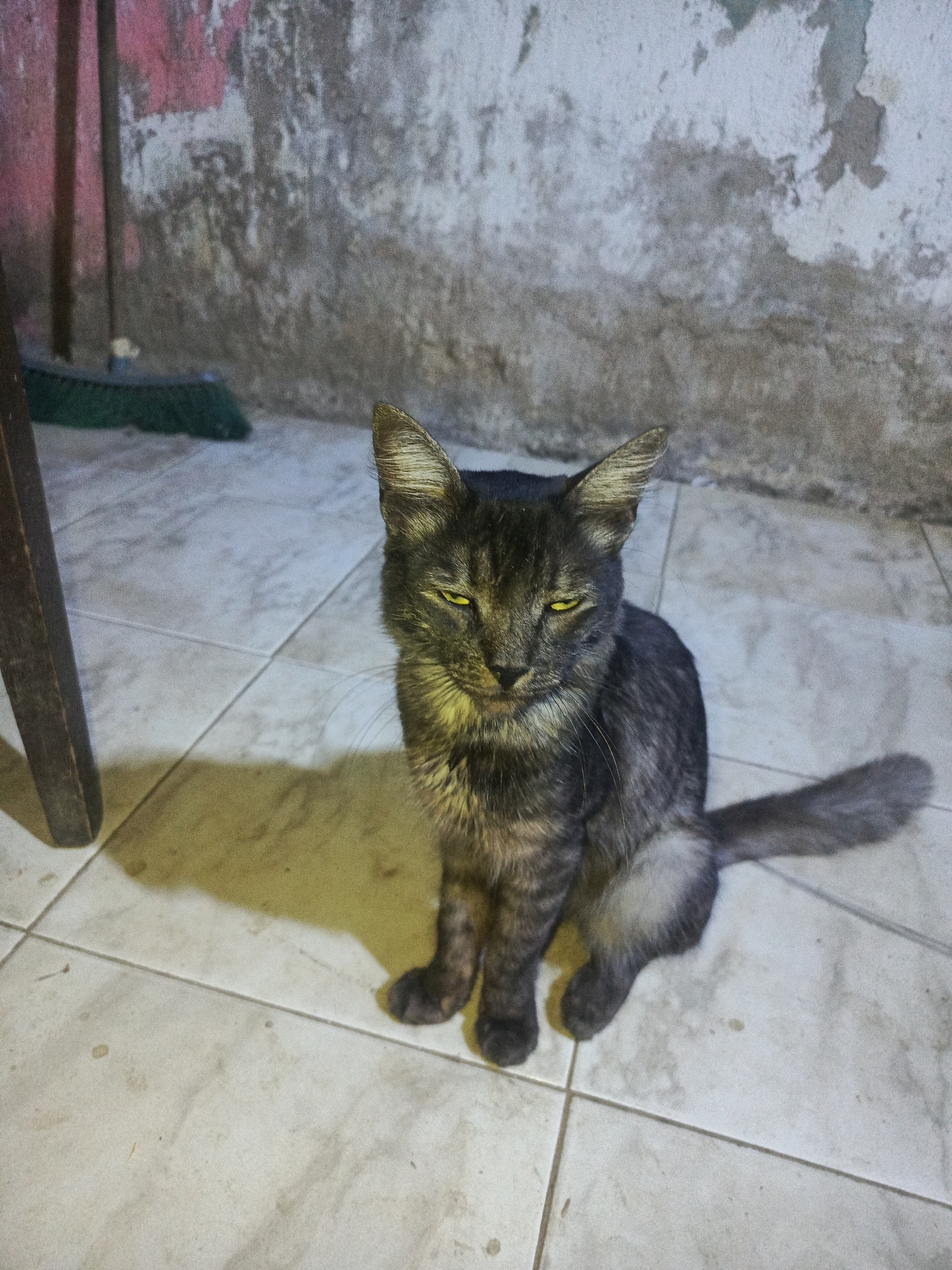 A medium-sized, gray tabby cat with green eyes is sitting on a tiled floor. The cat's tail is curled slightly. To the left of the cat is a portion of a wooden table leg, and further in the background is a green broom leaning against a wall. The wall behind the cat is partially painted with pink and a peeling gray color, suggesting possible water damage. The tiled floor is light gray with grout lines. The scene has a yellow cast, likely due to artificial lighting.
The image was taken in Juan Griego, Venezuela, but there are no specific details in the photo that uniquely identify the location as such. The details provided are based solely on the visual elements of the image.