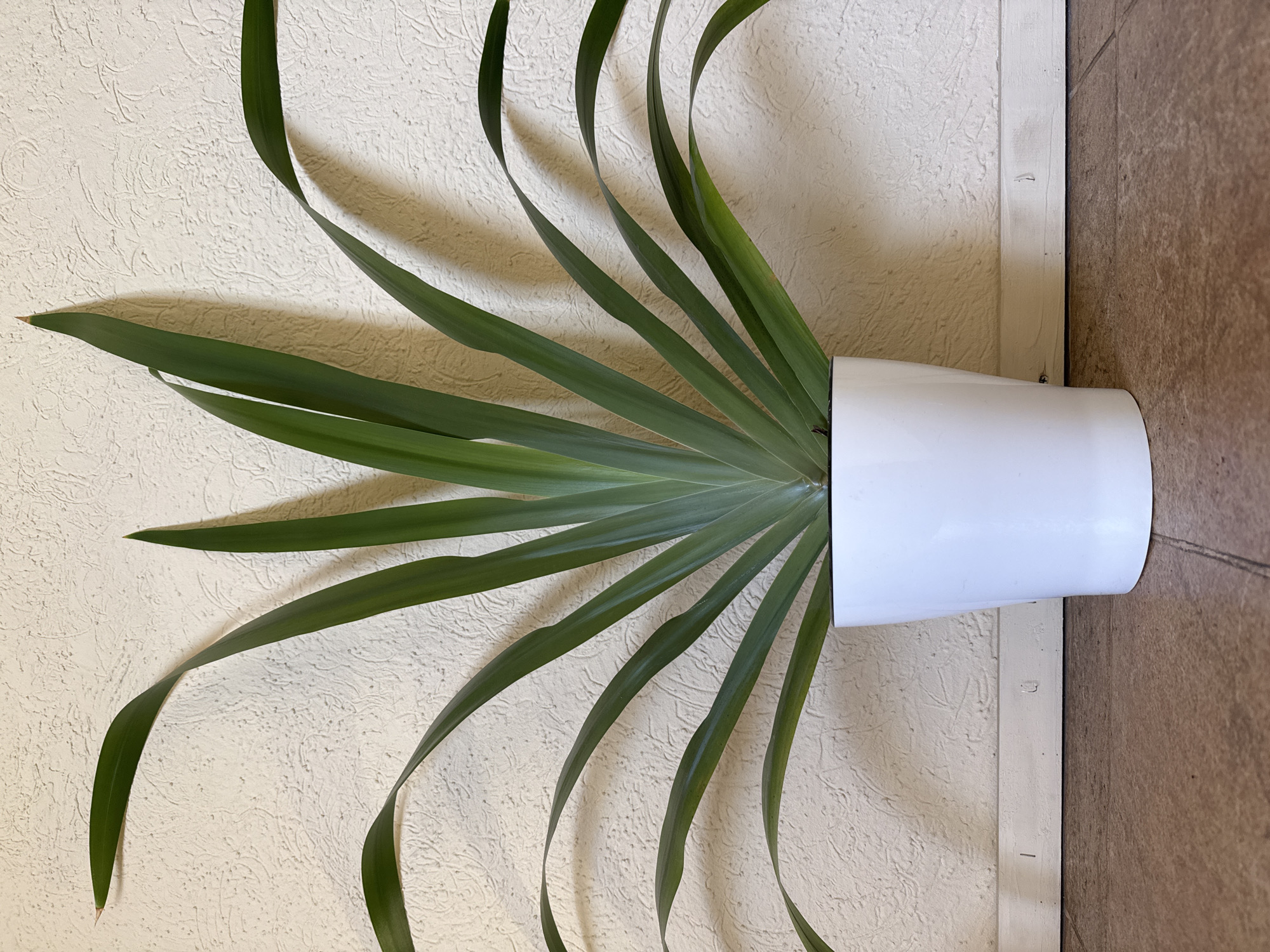A potted plant with long, green leaves is placed horizontally in a white pot. The plant is positioned against a wall with a textured, beige-colored surface on one side and a smooth, brown-tiled surface on the other, separated by a white strip. The image does not show any details indicating the location in the city of Balezino, Russia.