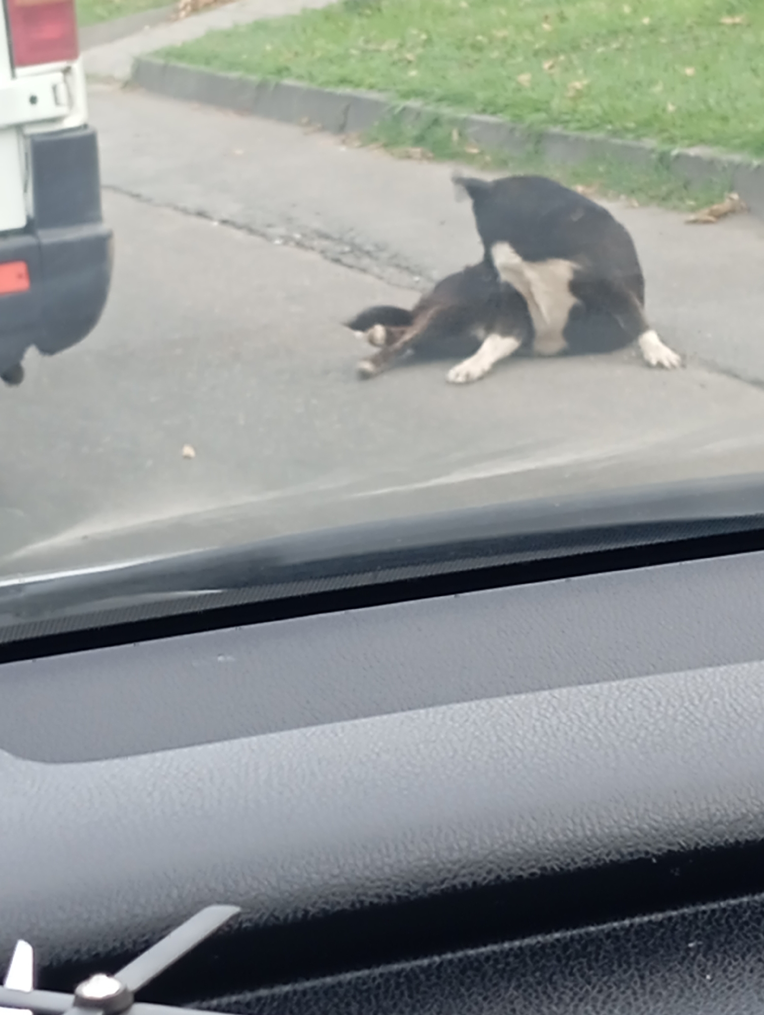 A medium-sized dog, primarily black with white markings on its chest and legs, is lying on its side on an asphalt road. It appears to be grooming itself, with its head turned towards its hindquarters. Another, smaller dark-colored dog is partially underneath the larger dog. To the left of the dogs, the rear of a white van is visible. The scene is set outdoors, with a grassy area and a sidewalk bordering the road. The perspective suggests the photo was taken from inside a vehicle, looking through the windshield.